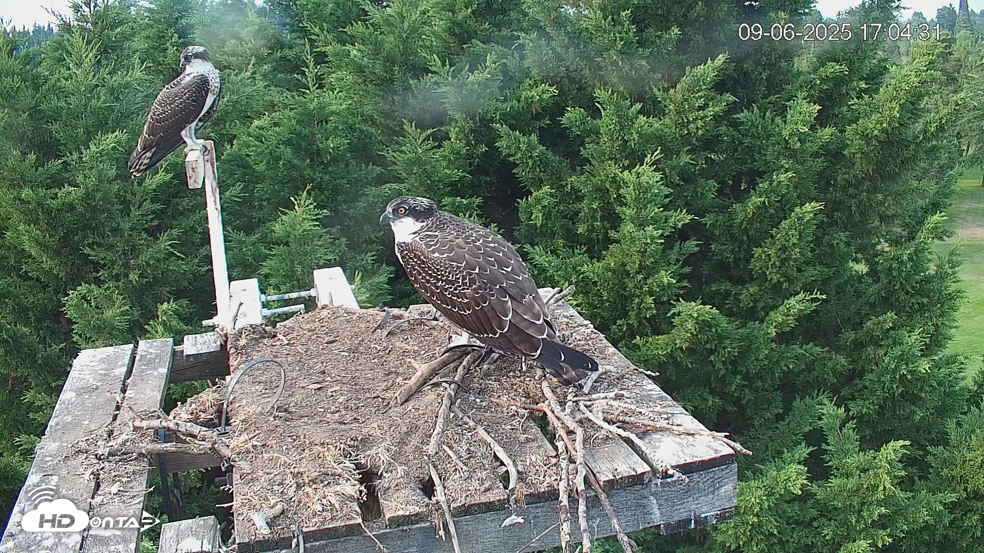 Snapshot of Medina Washington Live Osprey Nest Webcam taken Sep 6, 2025, 5:05pm PDT