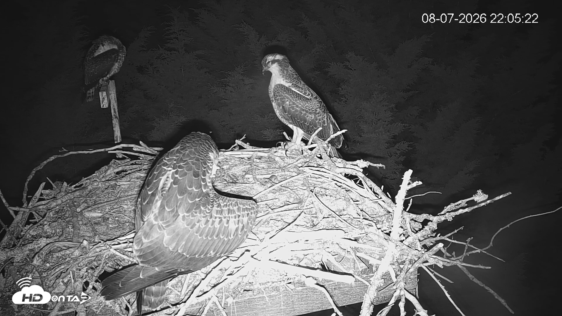 Snapshot of Medina Washington Live Osprey Nest Webcam taken Aug 7, 2026, 10:06pm PDT