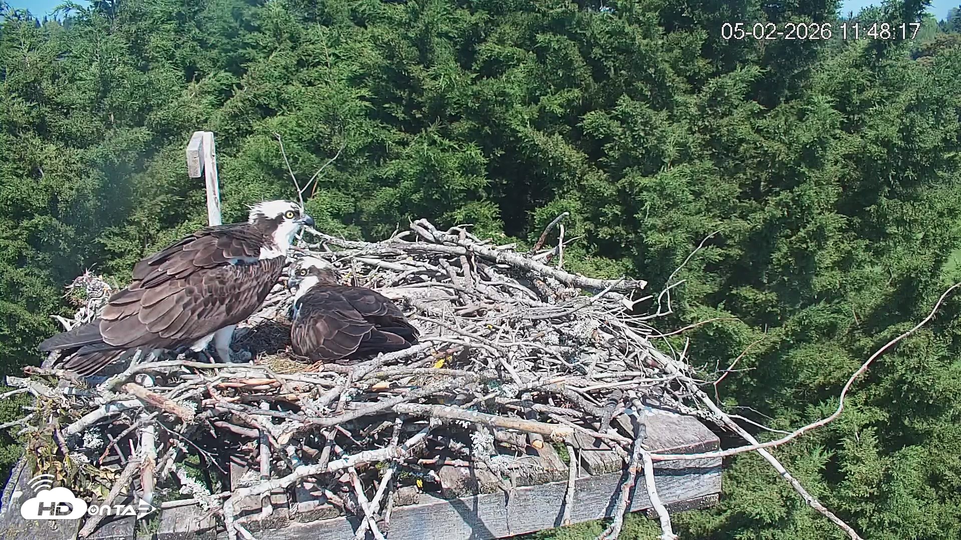 Snapshot of Medina Washington Live Osprey Nest Webcam taken May 2, 2026, 11:49am PDT