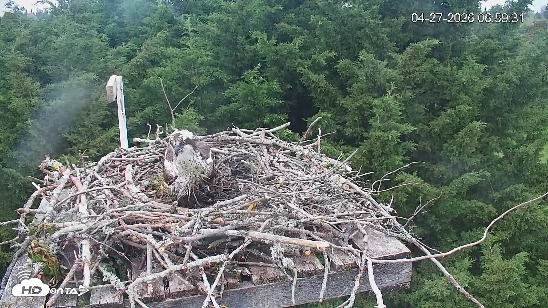 Snapshot of Medina Washington Live Osprey Nest Webcam taken Apr 27, 2026, 7:00am PDT