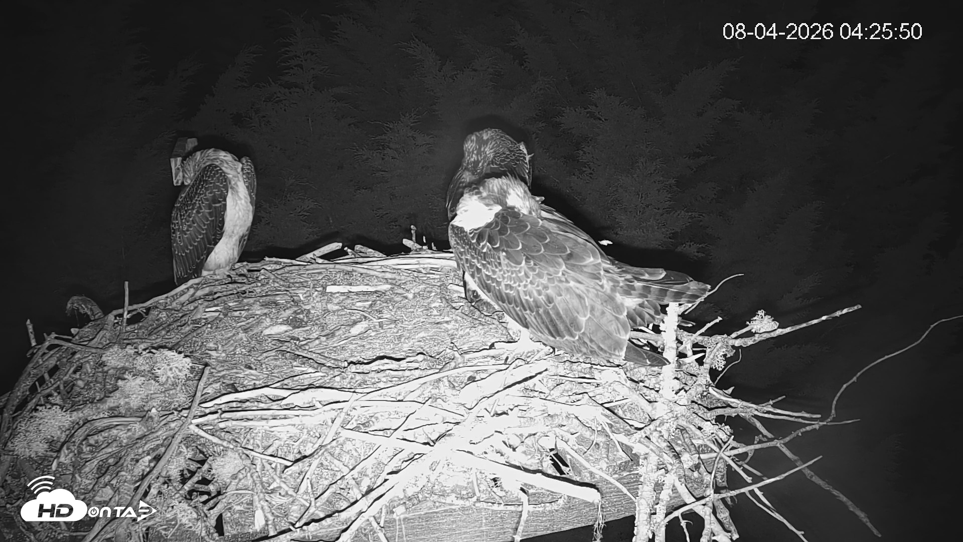 Snapshot of Medina Washington Live Osprey Nest Webcam taken Aug 4, 2026, 4:26am PDT
