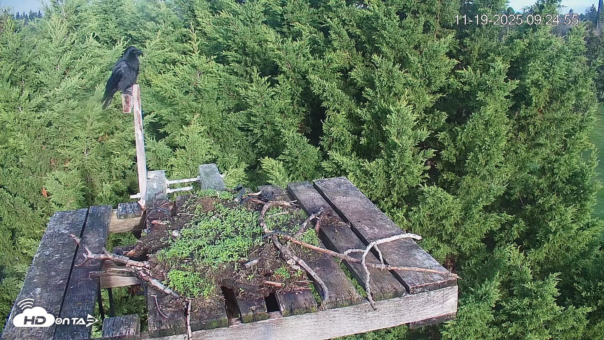 Snapshot of Medina Washington Live Osprey Nest Webcam taken Nov 19, 2025, 9:25am PST
