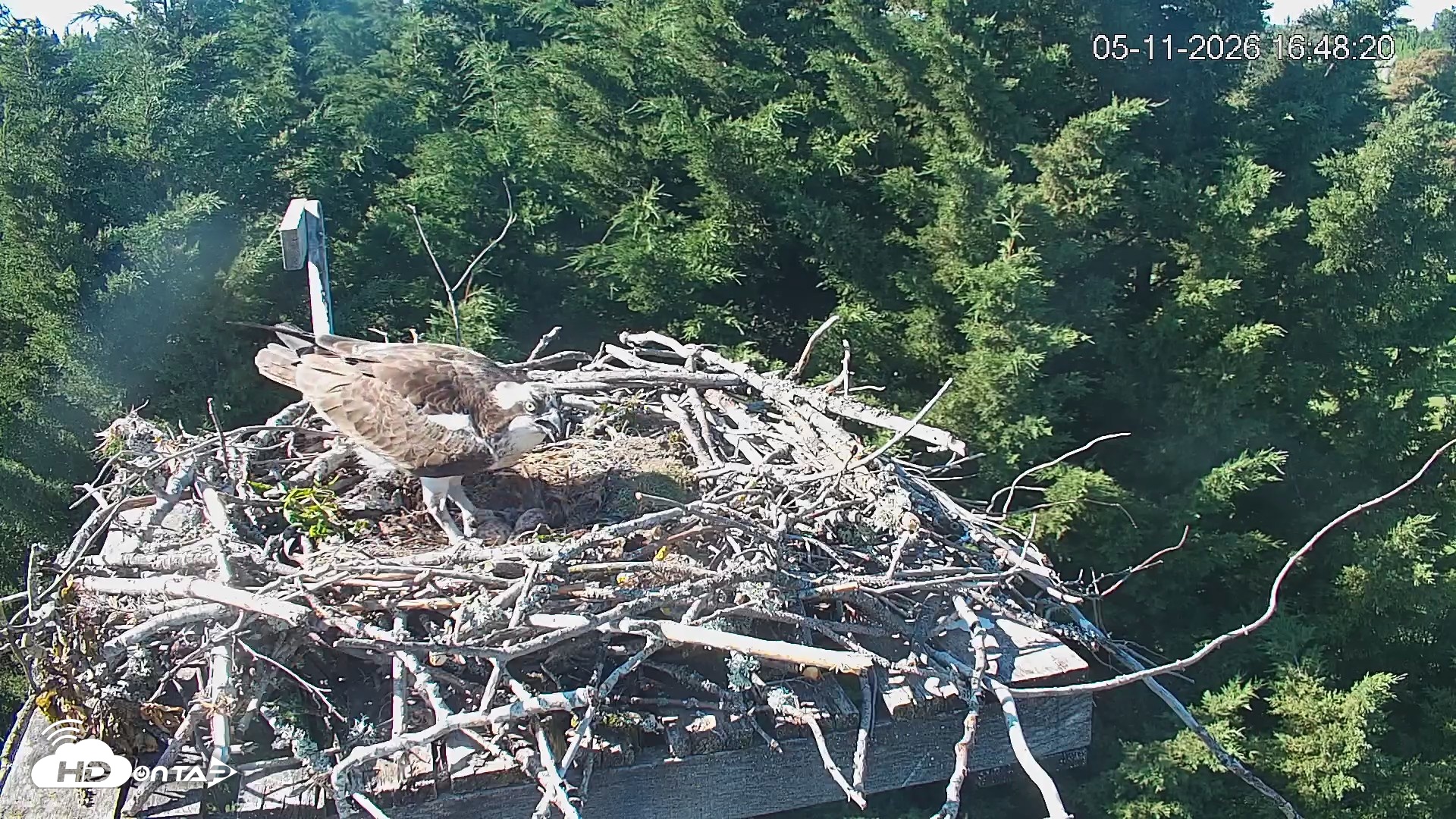 Snapshot of Medina Washington Live Osprey Nest Webcam taken May 11, 2026, 4:49pm PDT