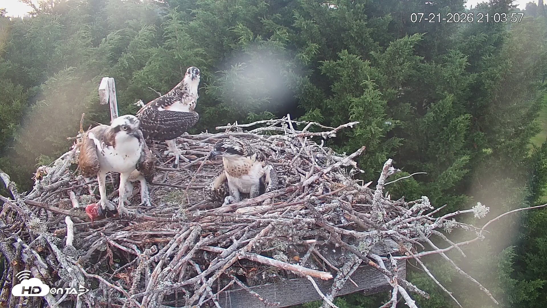 Snapshot of Medina Washington Live Osprey Nest Webcam taken Jul 21, 2026, 9:04pm PDT
