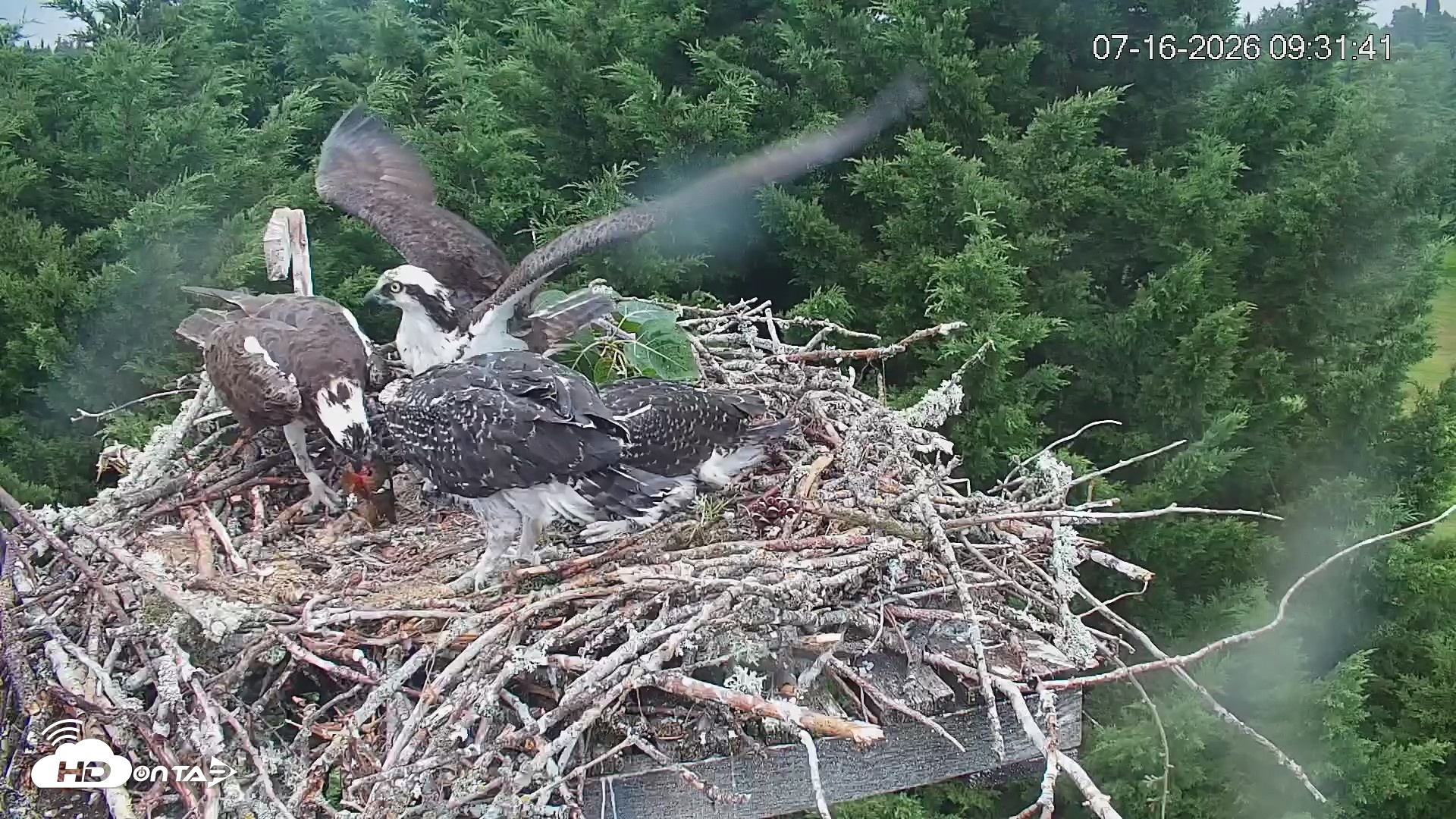 Snapshot of Medina Washington Live Osprey Nest Webcam taken Jul 16, 2026, 9:32am PDT