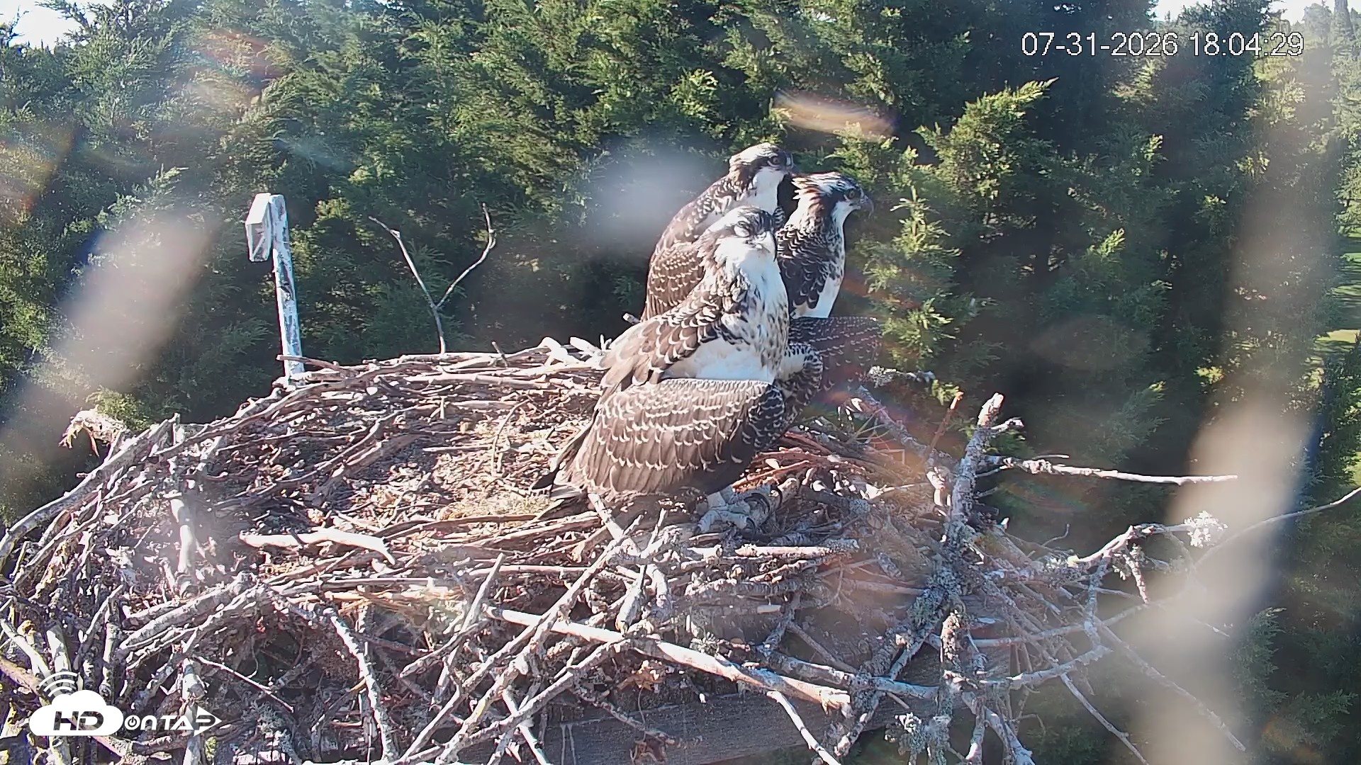 Snapshot of Medina Washington Live Osprey Nest Webcam taken Jul 31, 2026, 6:05pm PDT