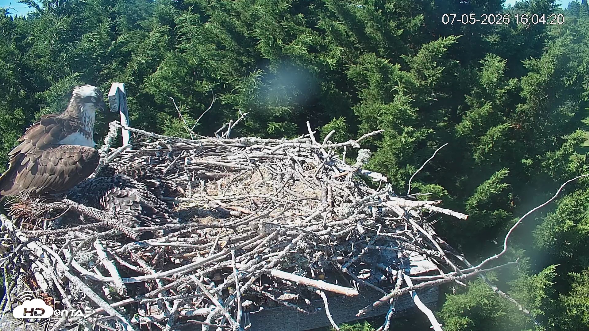 Snapshot of Medina Washington Live Osprey Nest Webcam taken Jul 5, 2026, 4:05pm PDT