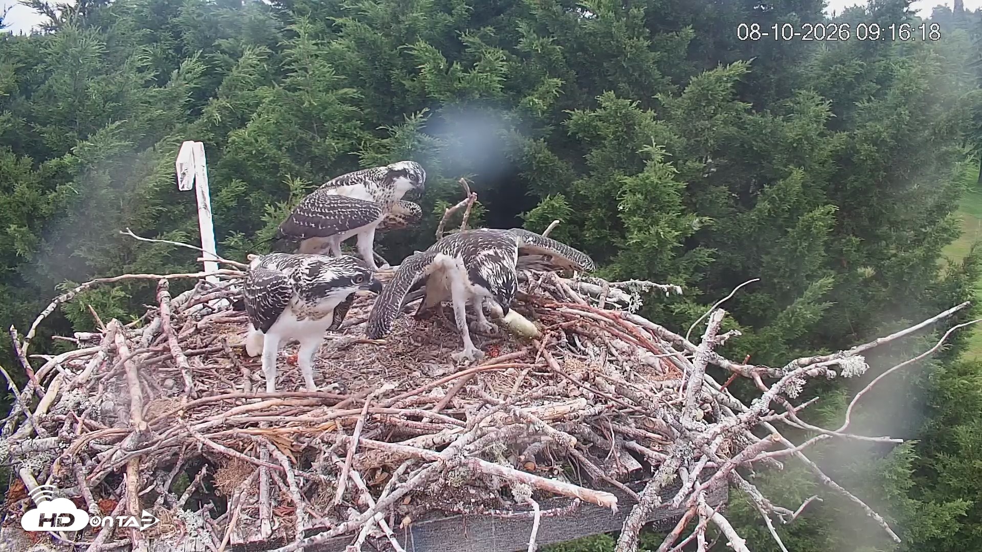 Snapshot of Medina Washington Live Osprey Nest Webcam taken Aug 10, 2026, 9:16am PDT
