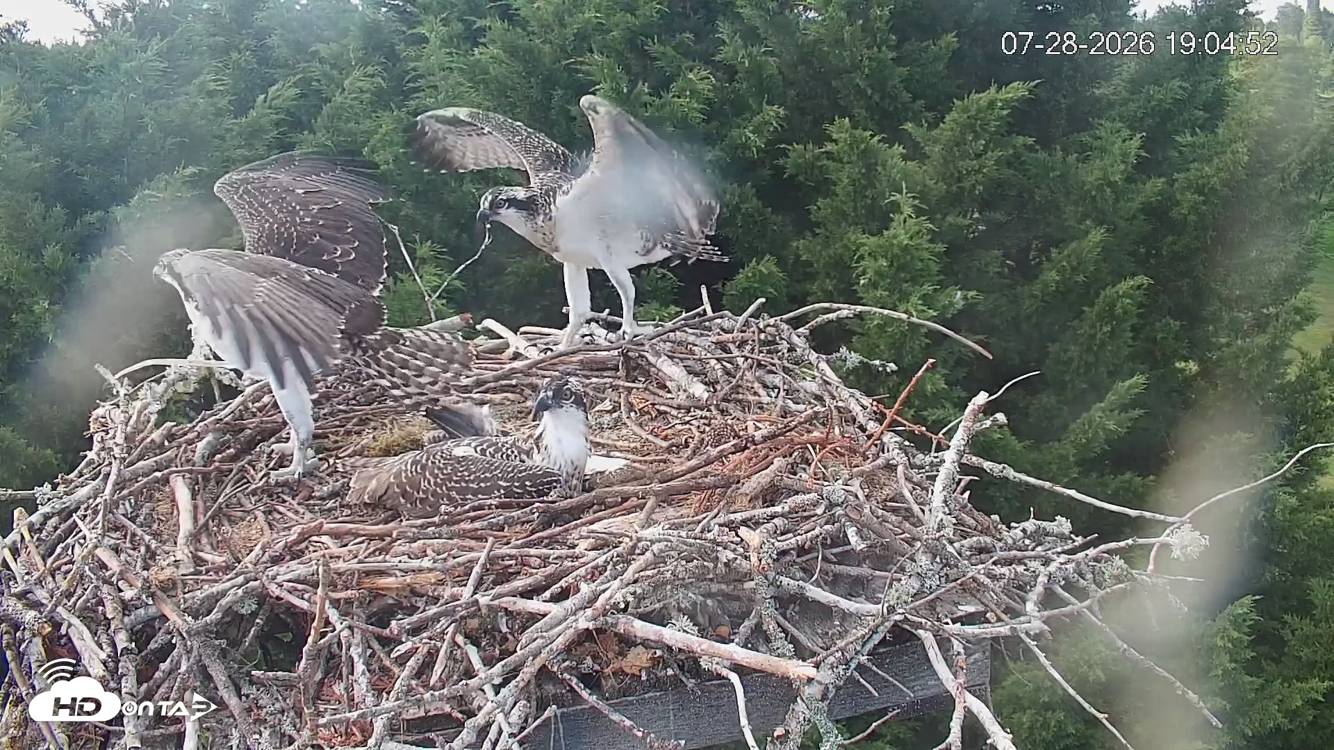 Snapshot of Medina Washington Live Osprey Nest Webcam taken Jul 28, 2026, 7:05pm PDT