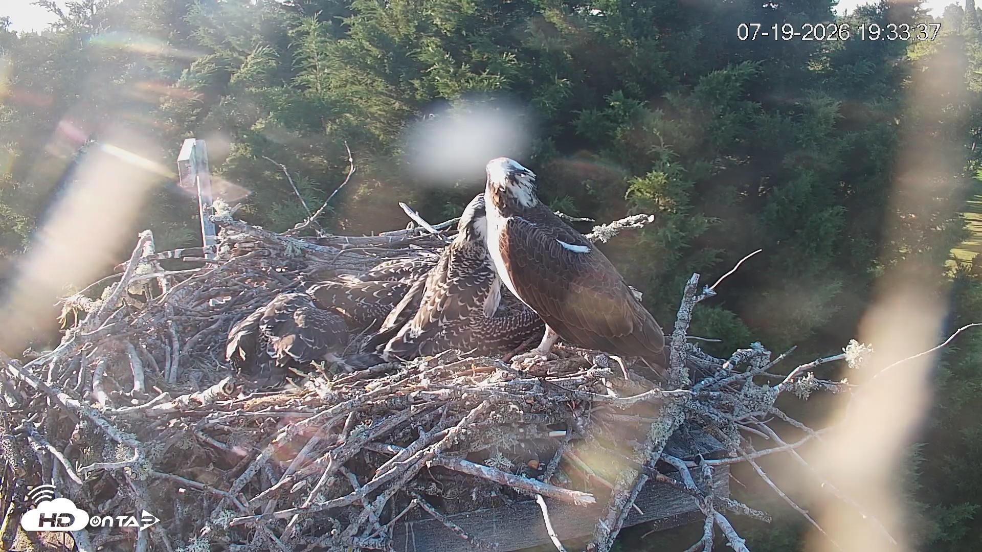 Snapshot of Medina Washington Live Osprey Nest Webcam taken Jul 19, 2026, 7:34pm PDT