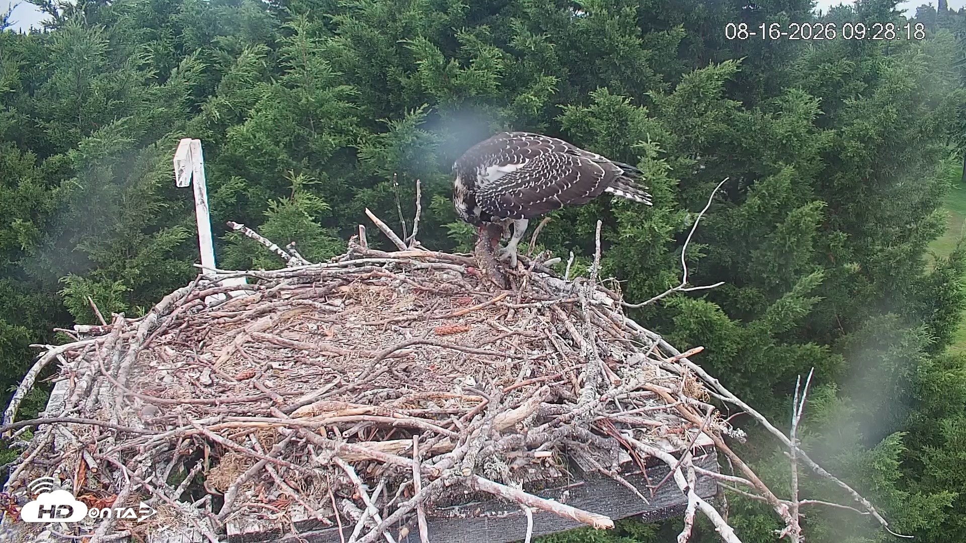 Snapshot of Medina Washington Live Osprey Nest Webcam taken Aug 16, 2026, 9:28am PDT