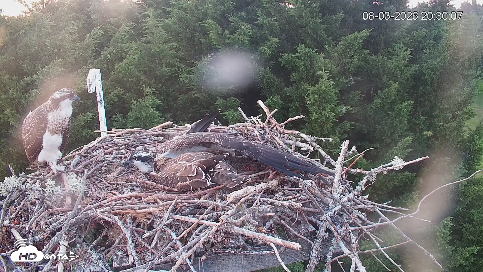 Snapshot of Medina Washington Live Osprey Nest Webcam taken Aug 3, 2026, 8:31pm PDT