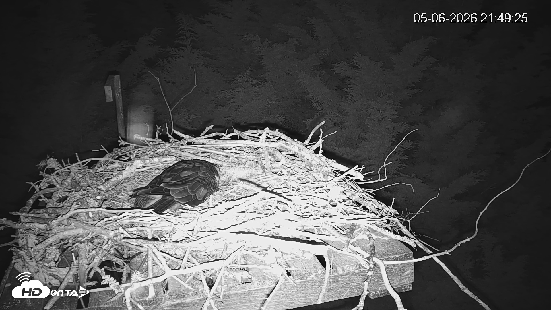 Snapshot of Medina Washington Live Osprey Nest Webcam taken May 6, 2026, 9:50pm PDT