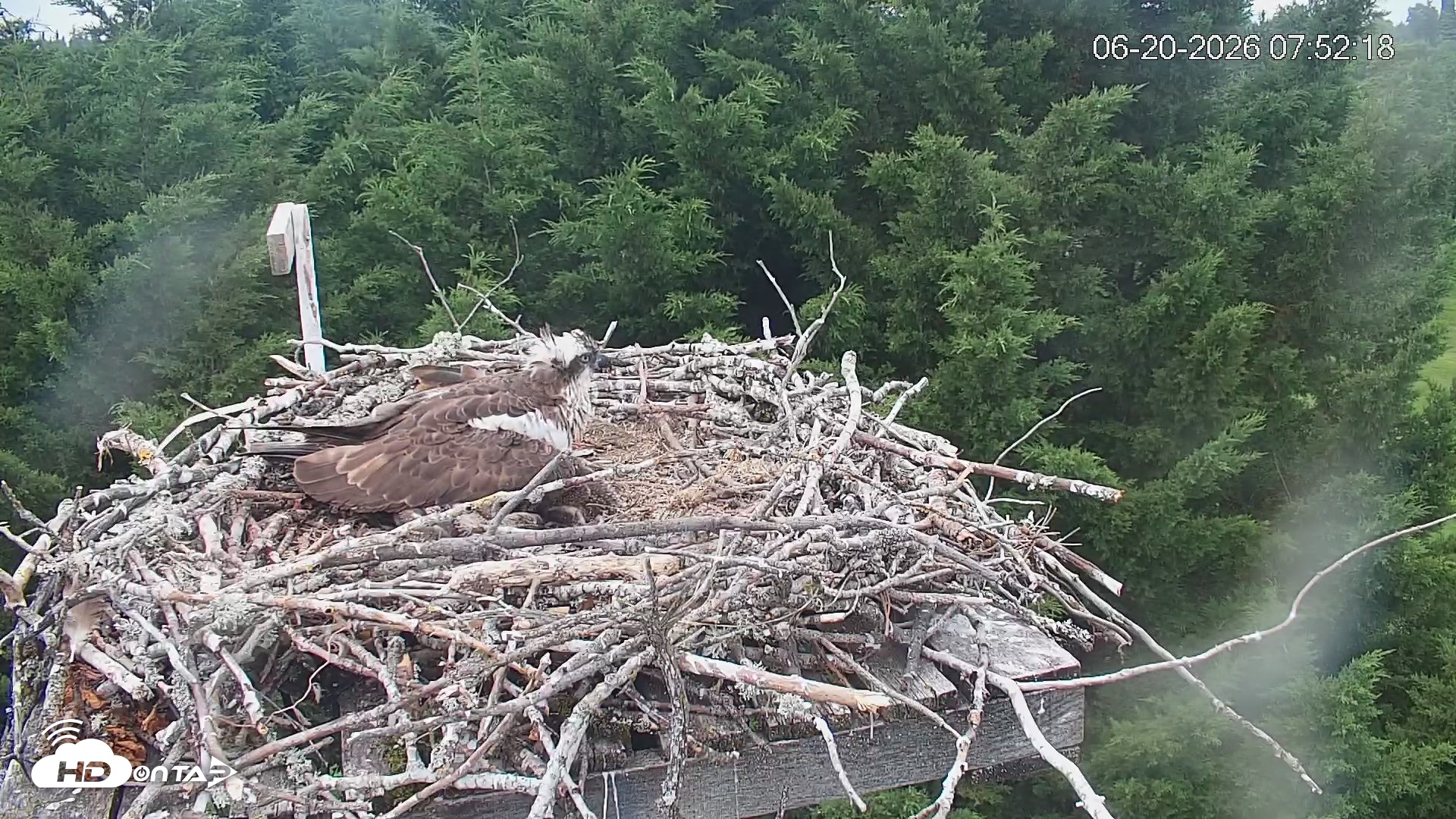 Snapshot of Medina Washington Live Osprey Nest Webcam taken Jun 20, 2026, 7:52am PDT