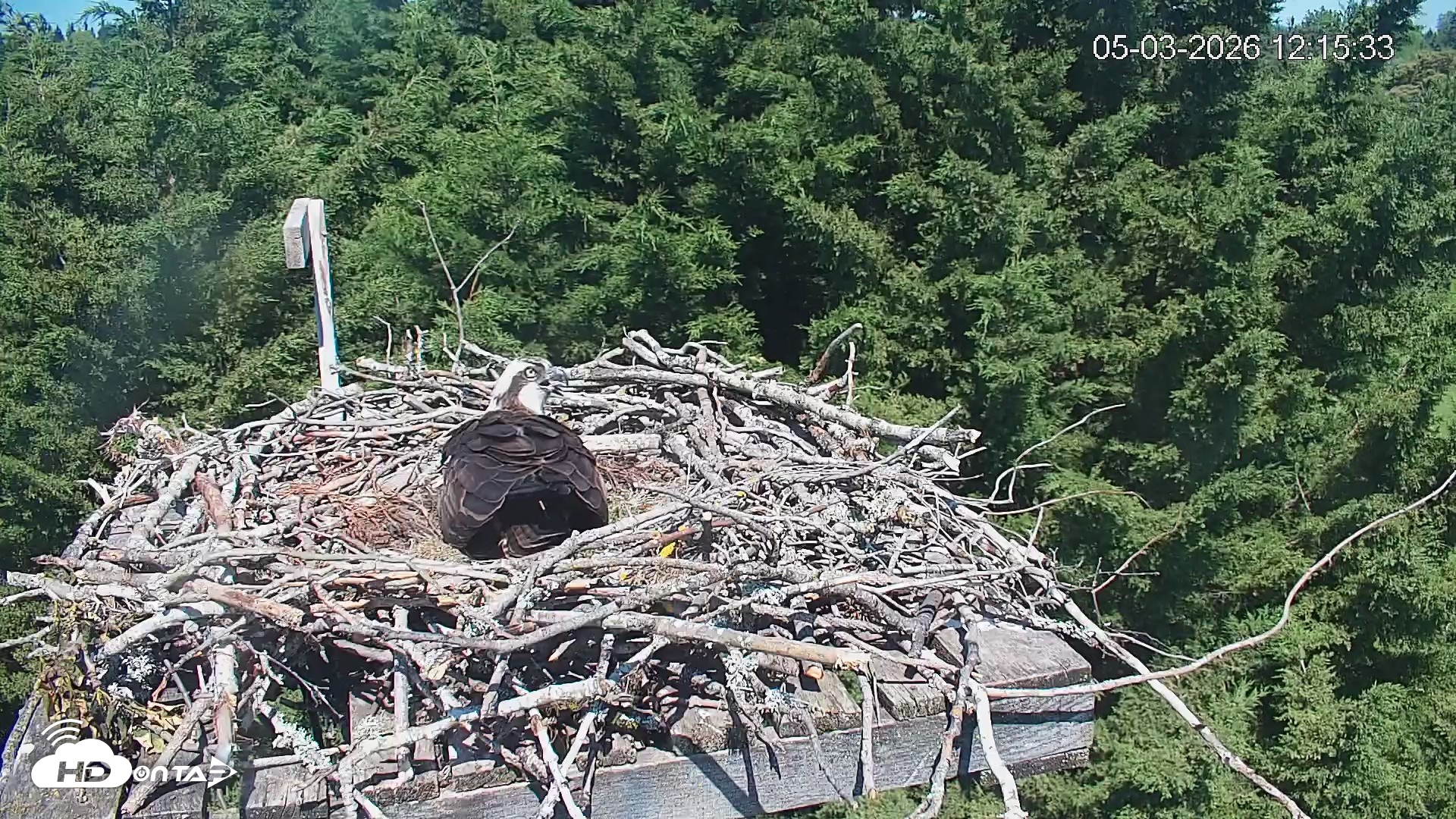 Snapshot of Medina Washington Live Osprey Nest Webcam taken May 3, 2026, 12:16pm PDT
