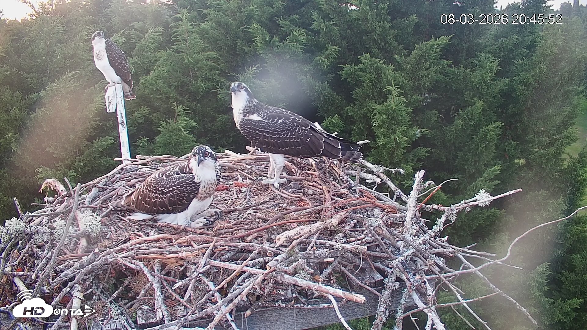 Snapshot of Medina Washington Live Osprey Nest Webcam taken Aug 3, 2026, 8:46pm PDT