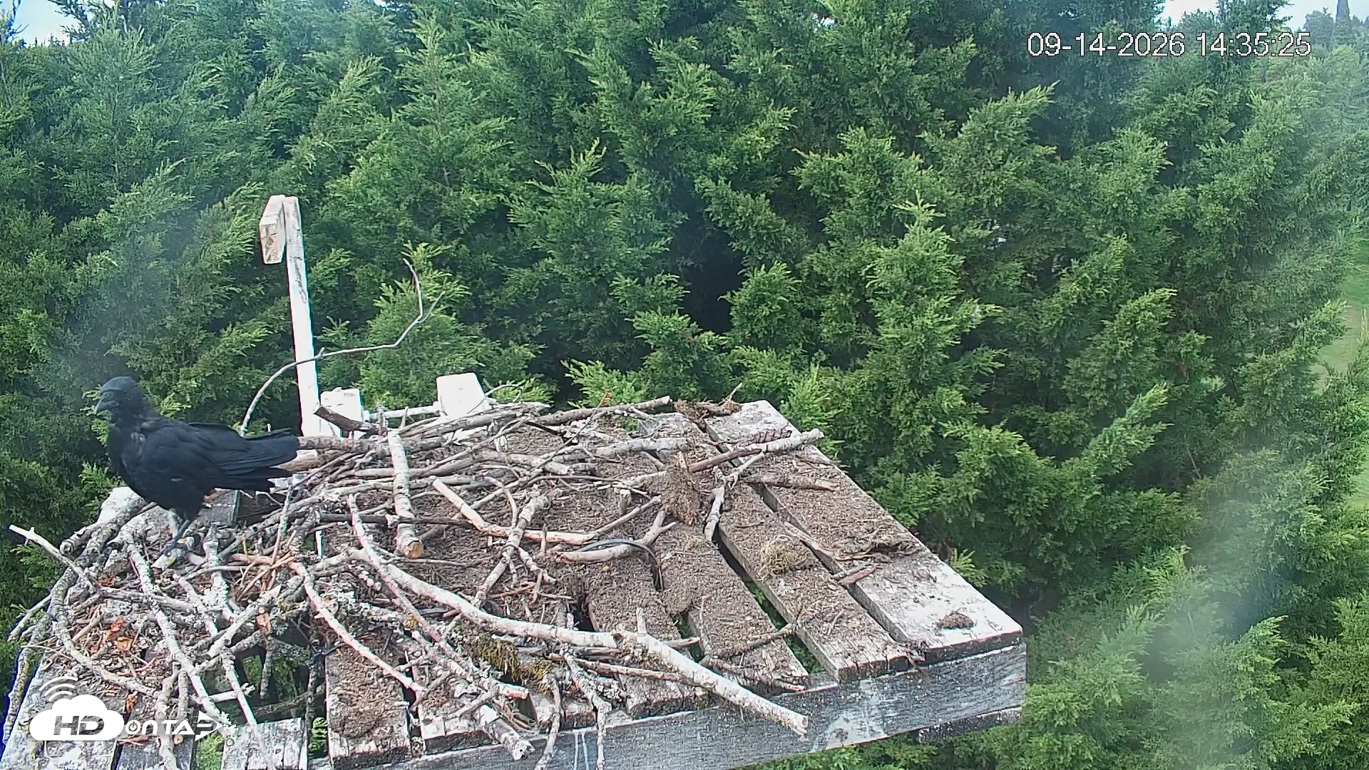 Snapshot of Medina Washington Live Osprey Nest Webcam taken Sep 14, 2026, 2:36pm PDT