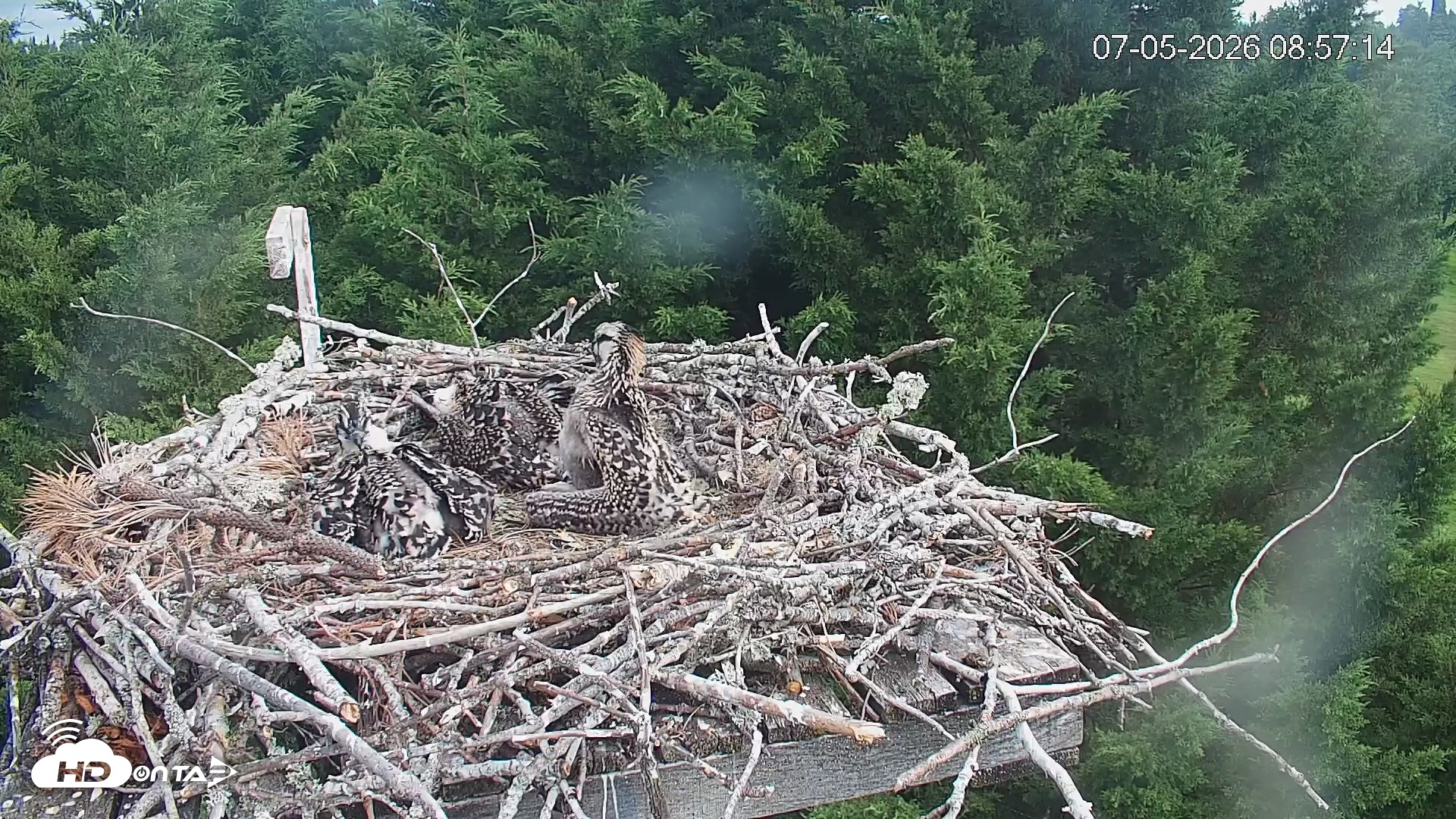 Snapshot of Medina Washington Live Osprey Nest Webcam taken Jul 5, 2026, 8:57am PDT