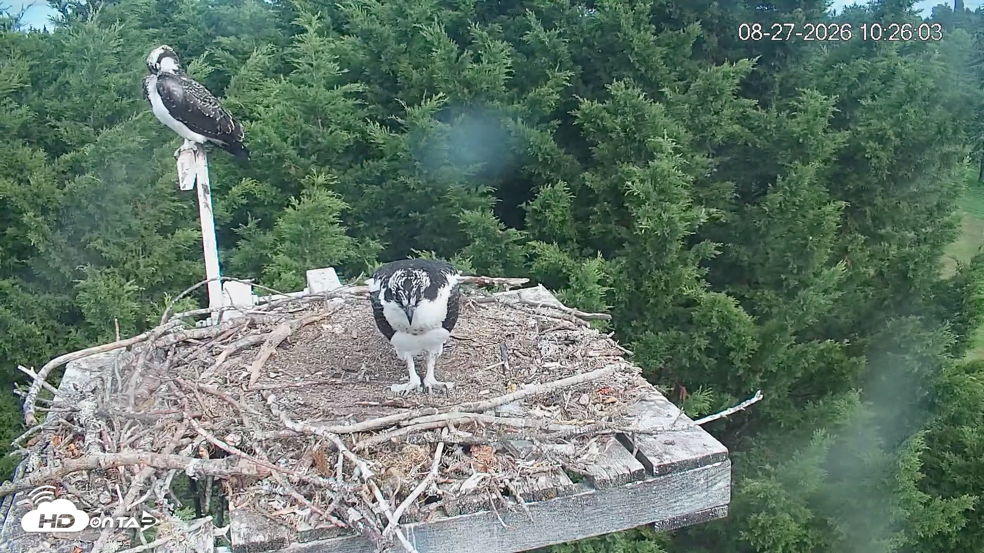 Snapshot of Medina Washington Live Osprey Nest Webcam taken Aug 27, 2026, 10:26am PDT