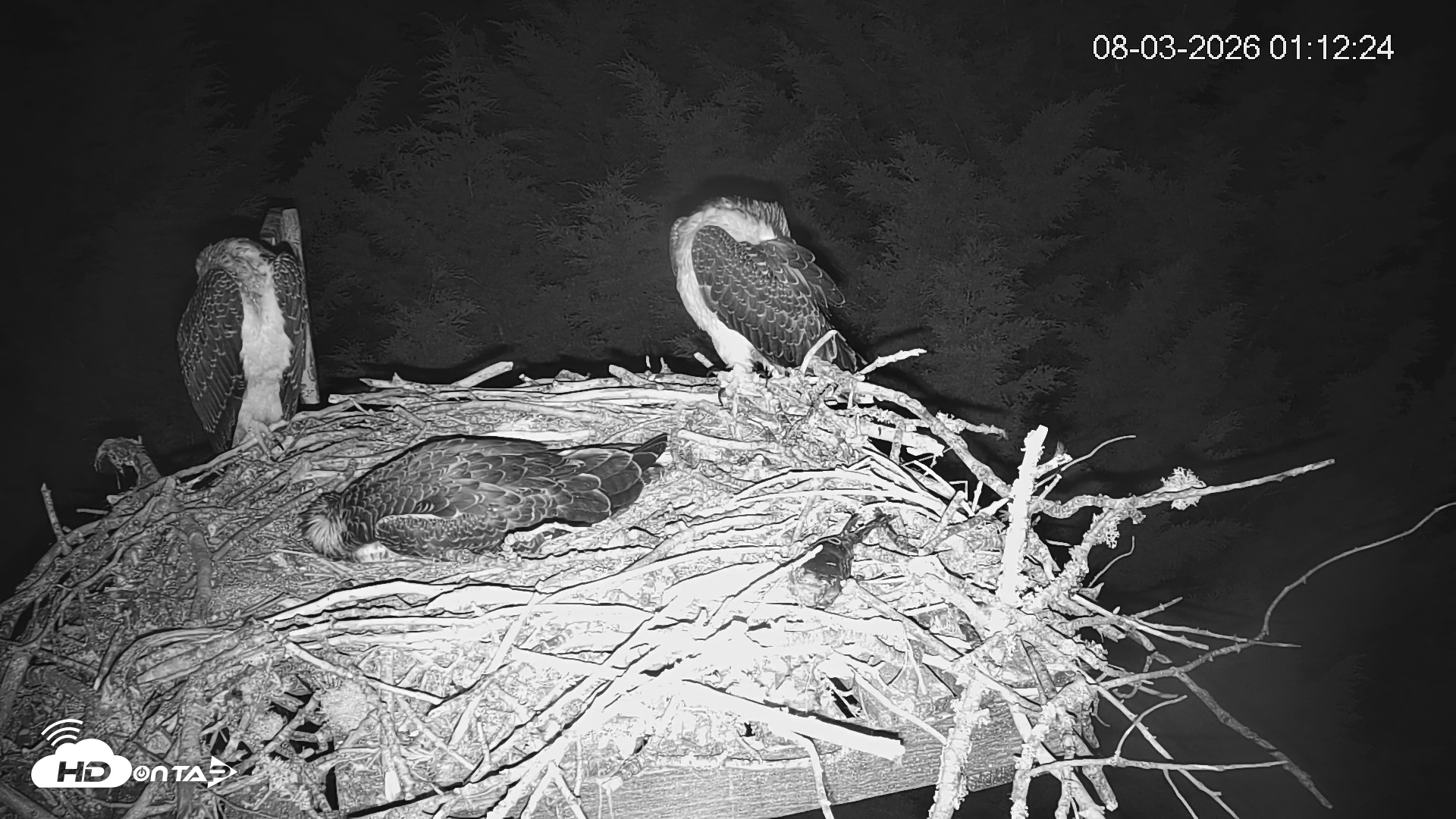 Snapshot of Medina Washington Live Osprey Nest Webcam taken Aug 3, 2026, 1:13am PDT