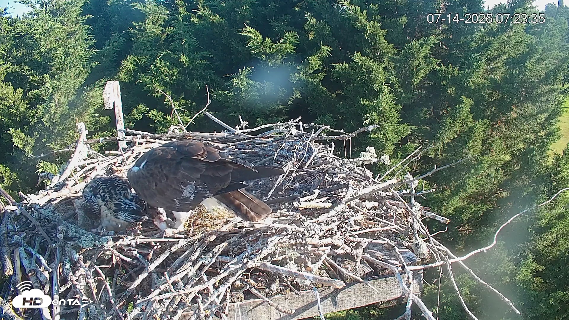 Snapshot of Medina Washington Live Osprey Nest Webcam taken Jul 14, 2026, 7:24am PDT