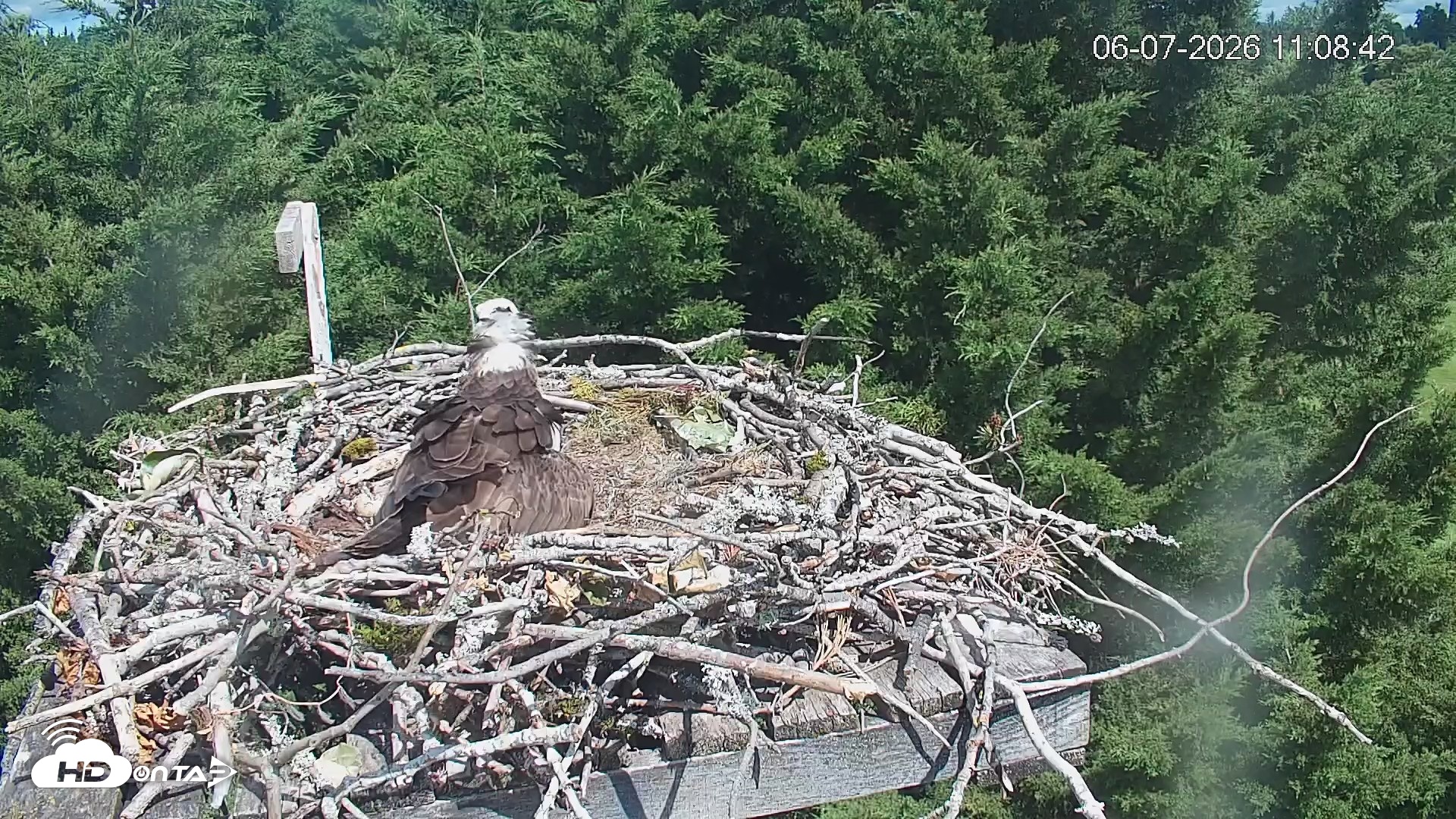 Snapshot of Medina Washington Live Osprey Nest Webcam taken Jun 7, 2026, 11:09am PDT