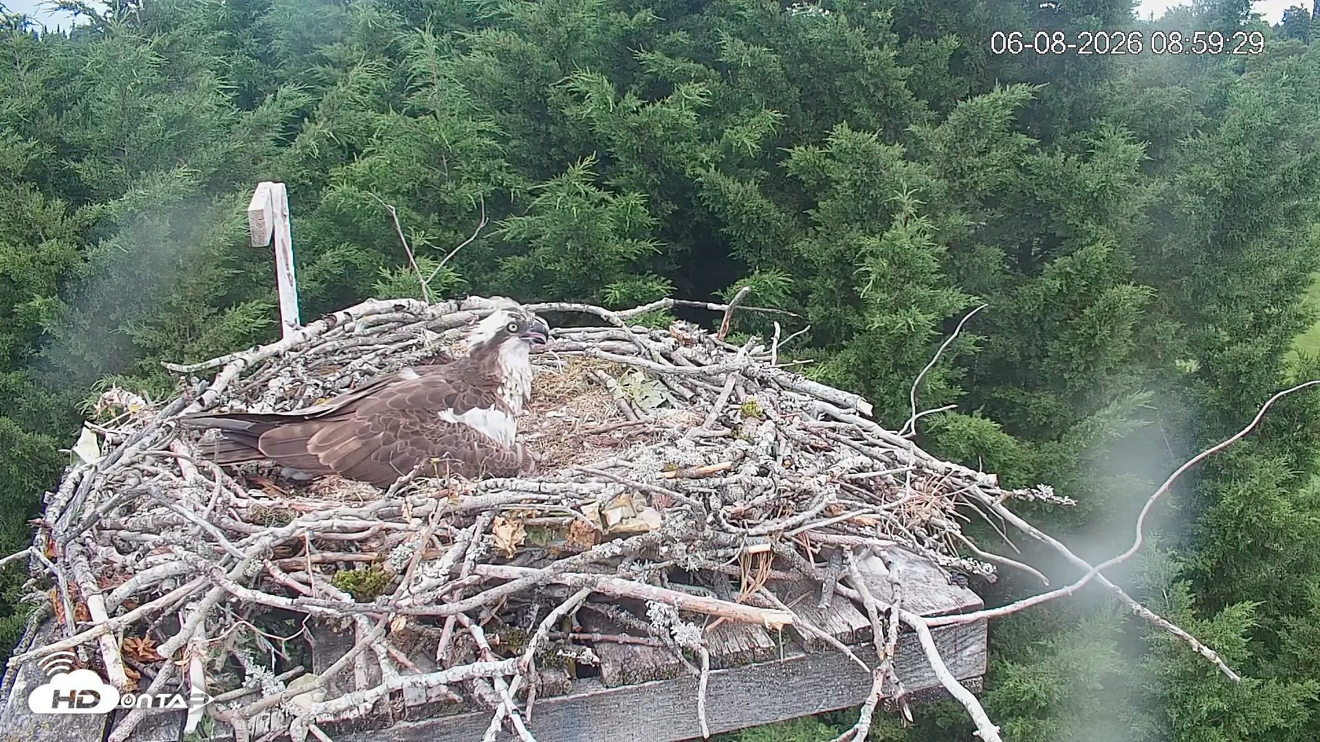 Snapshot of Medina Washington Live Osprey Nest Webcam taken Jun 8, 2026, 9:00am PDT