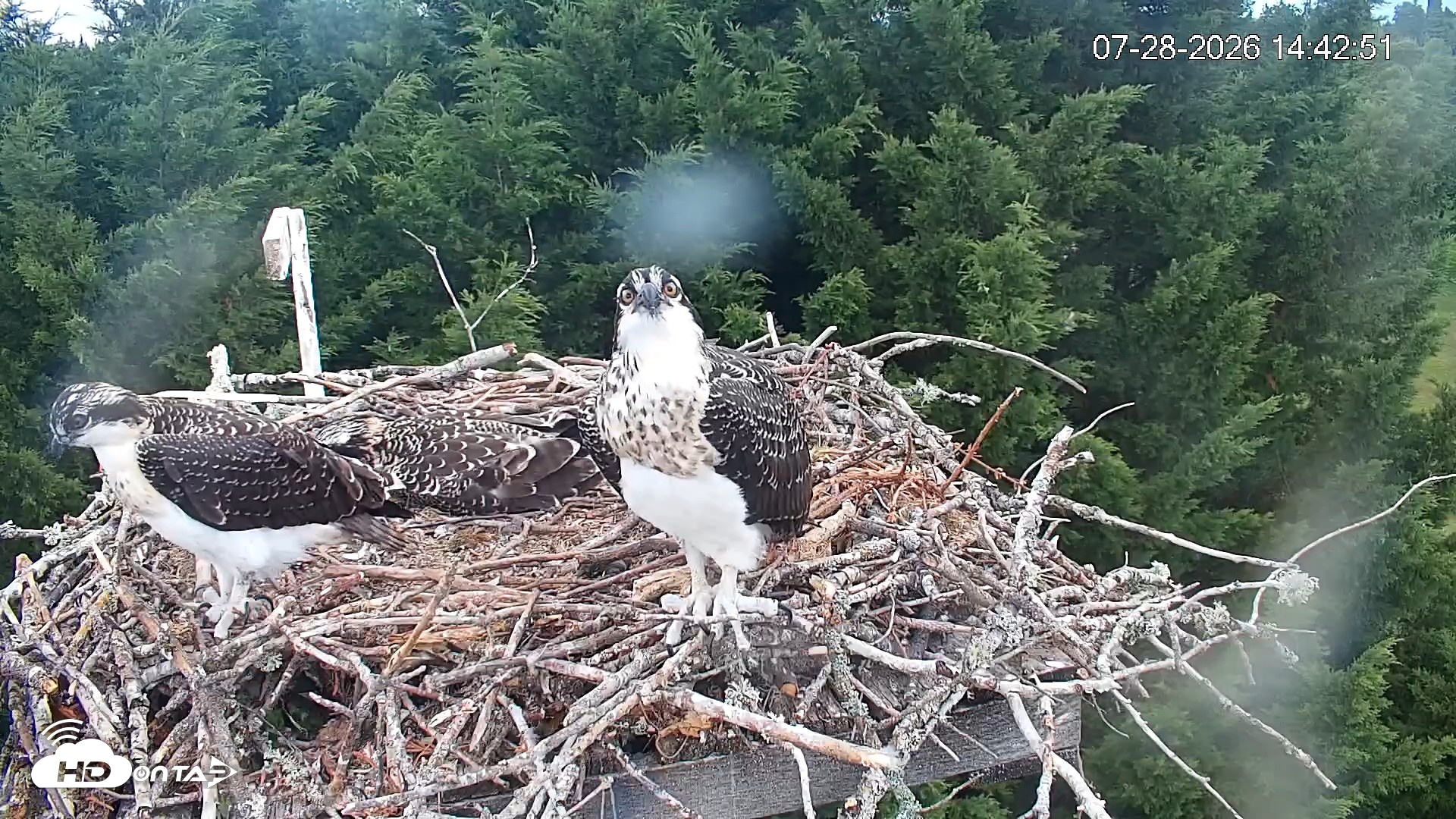 Snapshot of Medina Washington Live Osprey Nest Webcam taken Jul 28, 2026, 2:47pm PDT