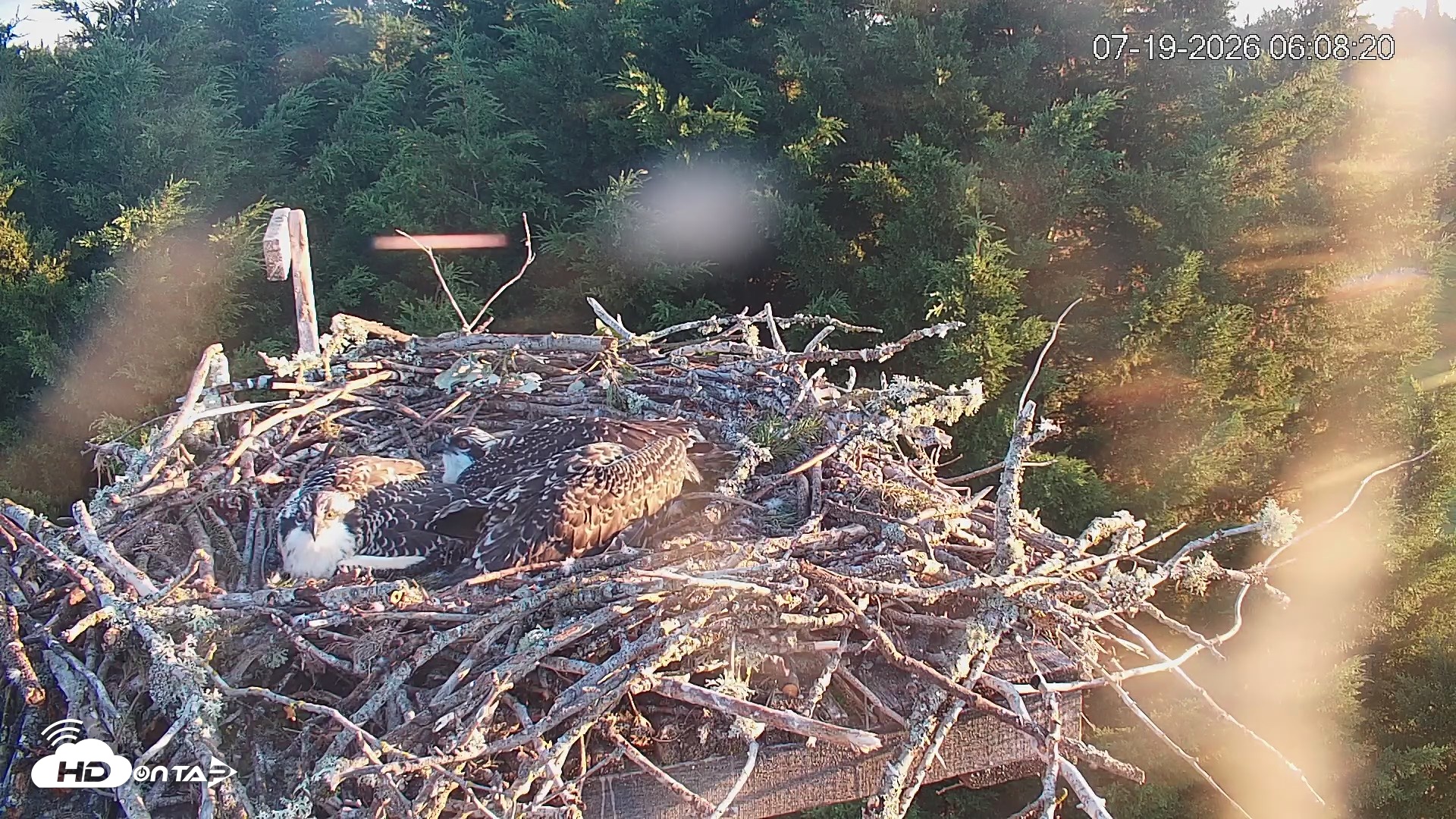 Snapshot of Medina Washington Live Osprey Nest Webcam taken Jul 19, 2026, 6:09am PDT