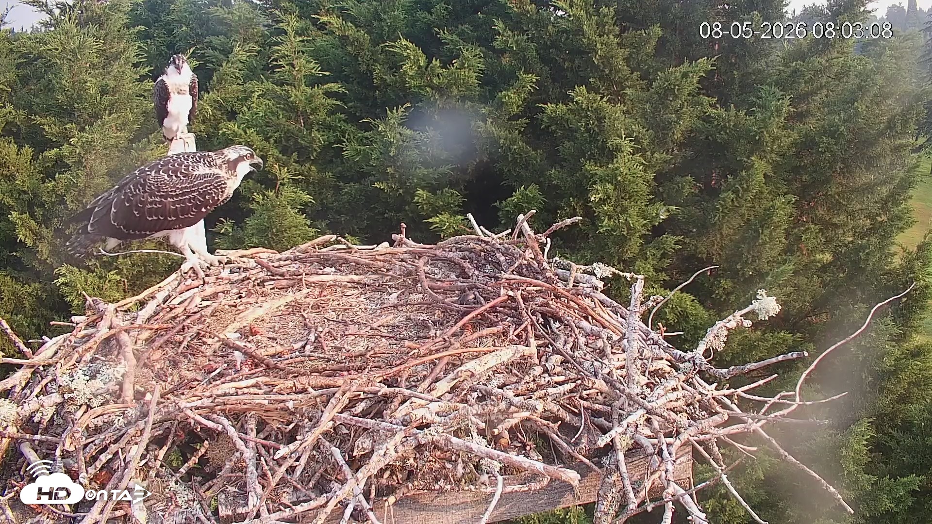 Snapshot of Medina Washington Live Osprey Nest Webcam taken Aug 5, 2026, 8:03am PDT