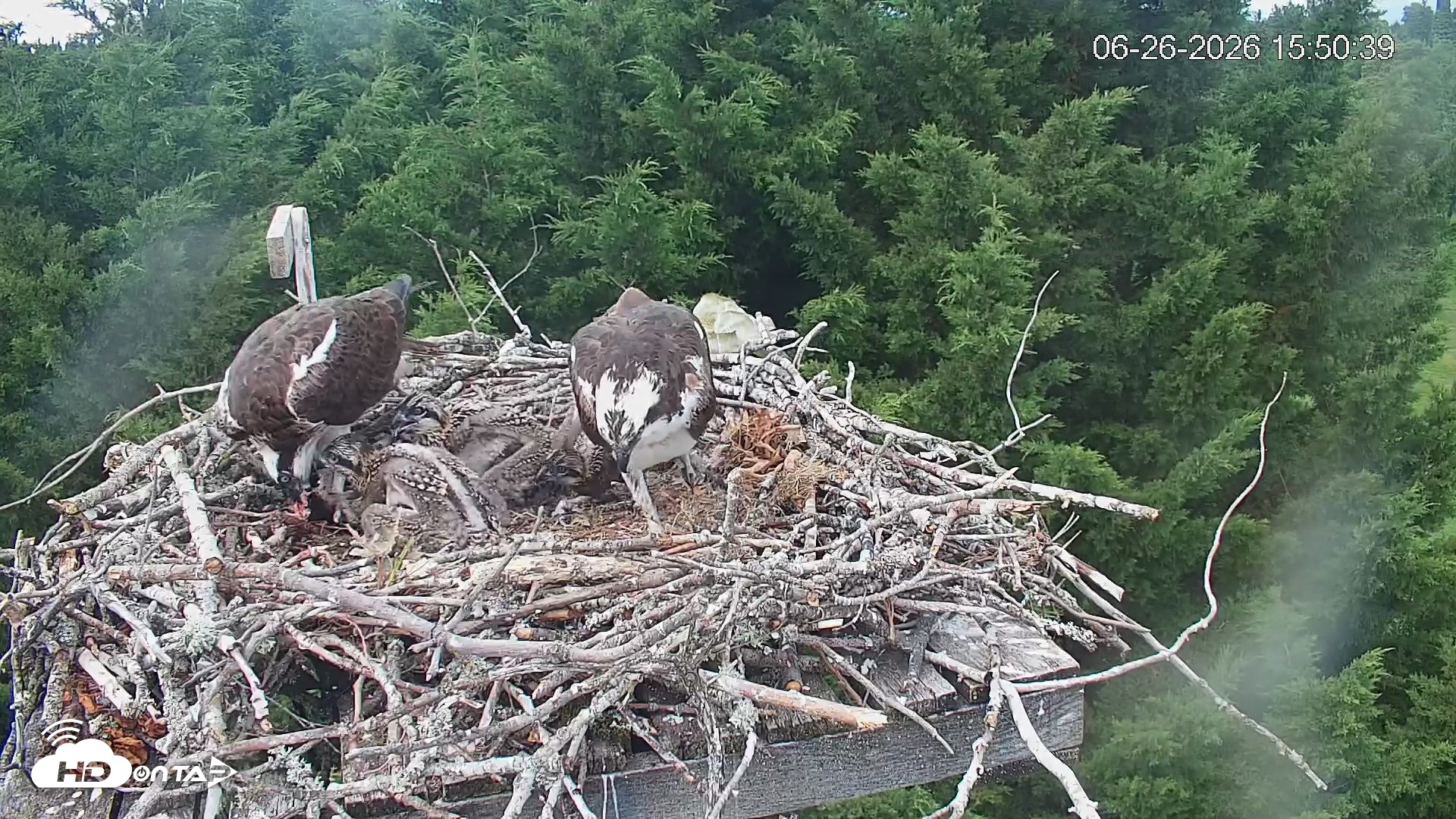 Snapshot of Medina Washington Live Osprey Nest Webcam taken Jun 26, 2026, 3:51pm PDT