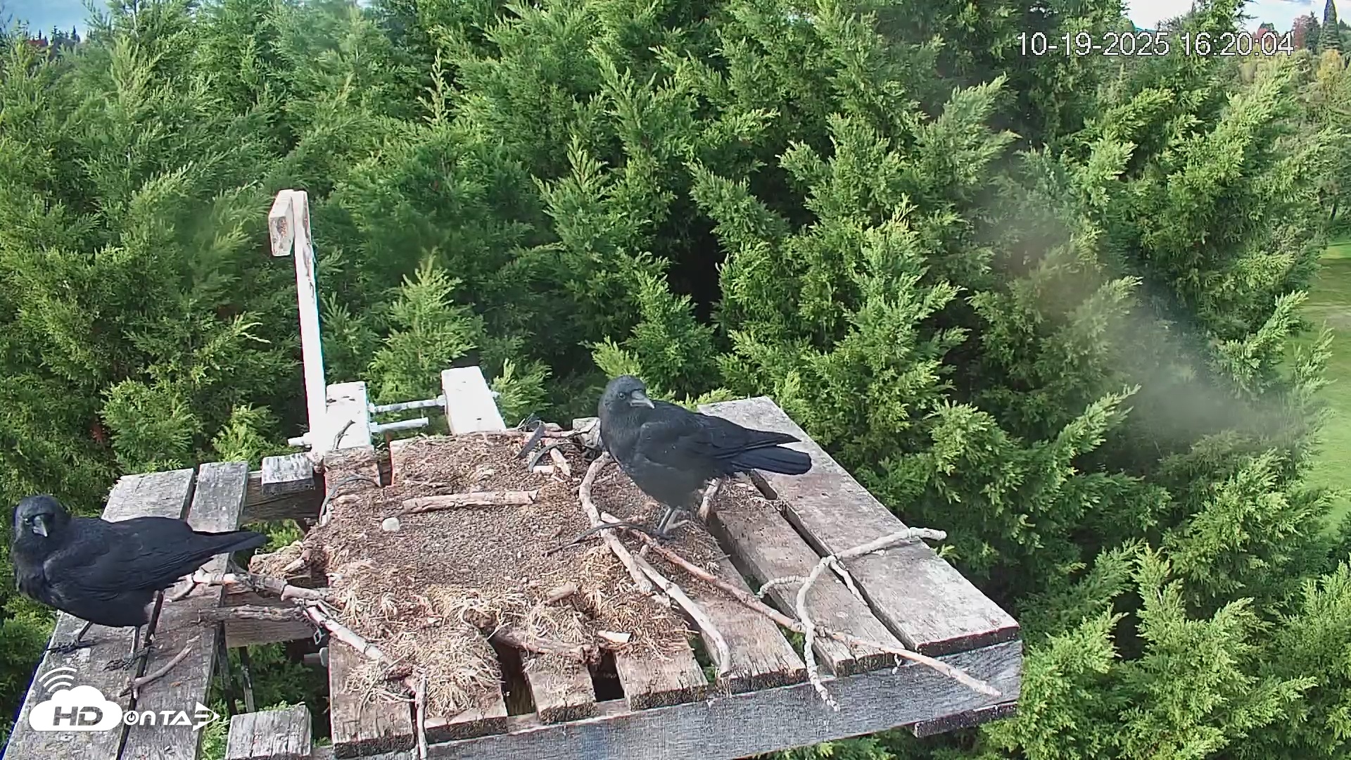 Snapshot of Medina Washington Live Osprey Nest Webcam taken Oct 19, 2025, 4:20pm PDT