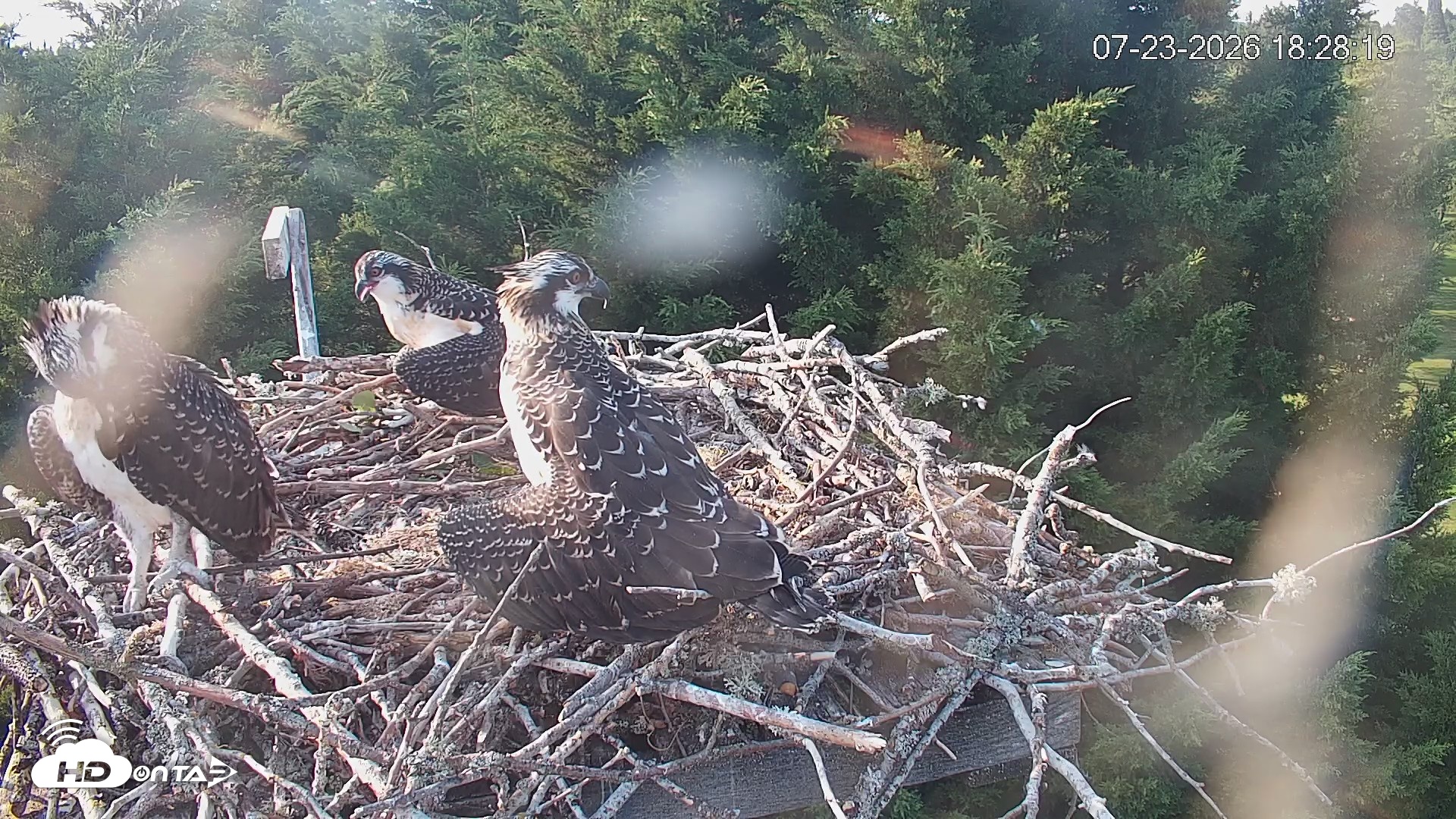 Snapshot of Medina Washington Live Osprey Nest Webcam taken Jul 23, 2026, 6:29pm PDT