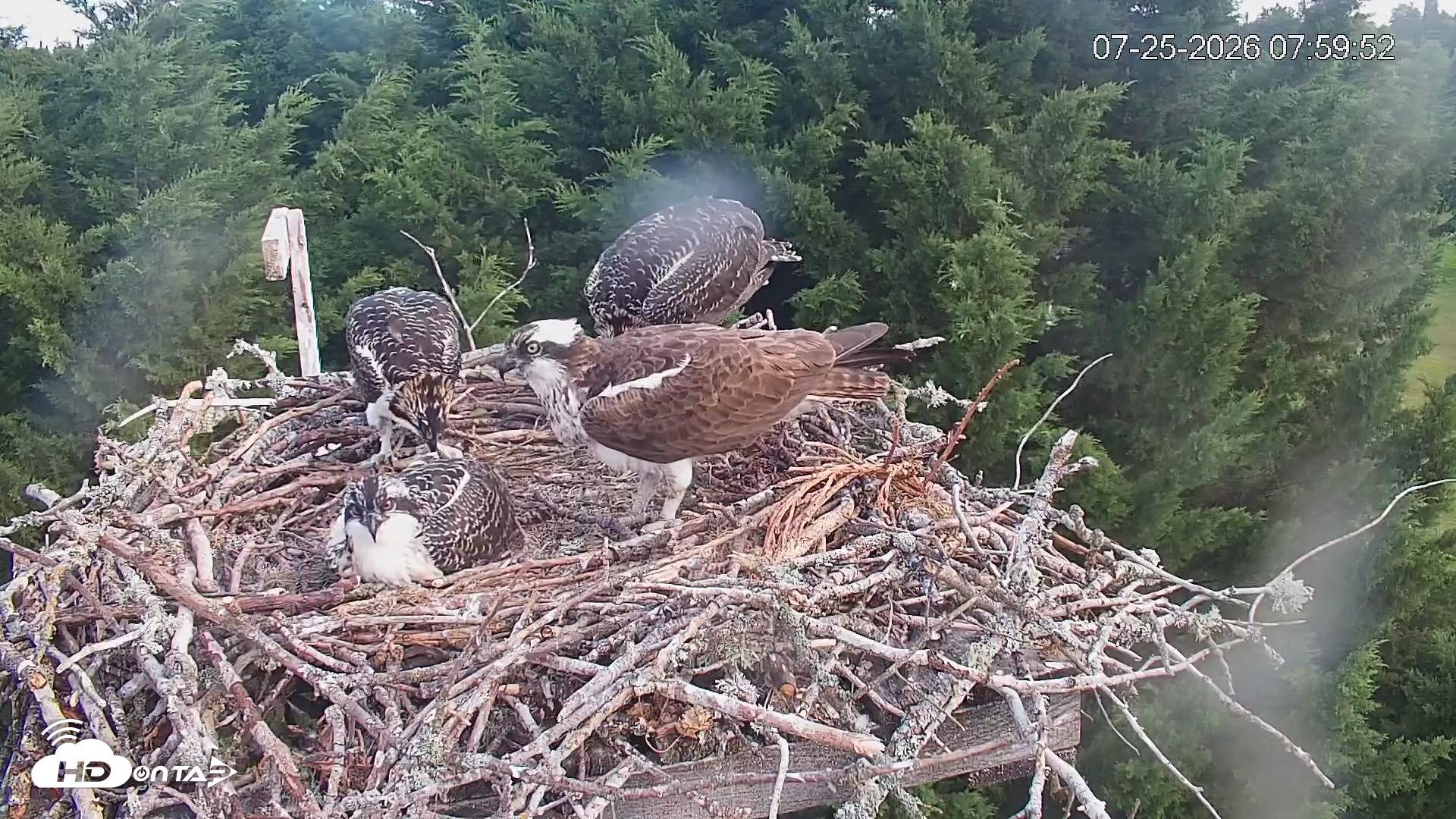 Snapshot of Medina Washington Live Osprey Nest Webcam taken Jul 25, 2026, 8:00am PDT
