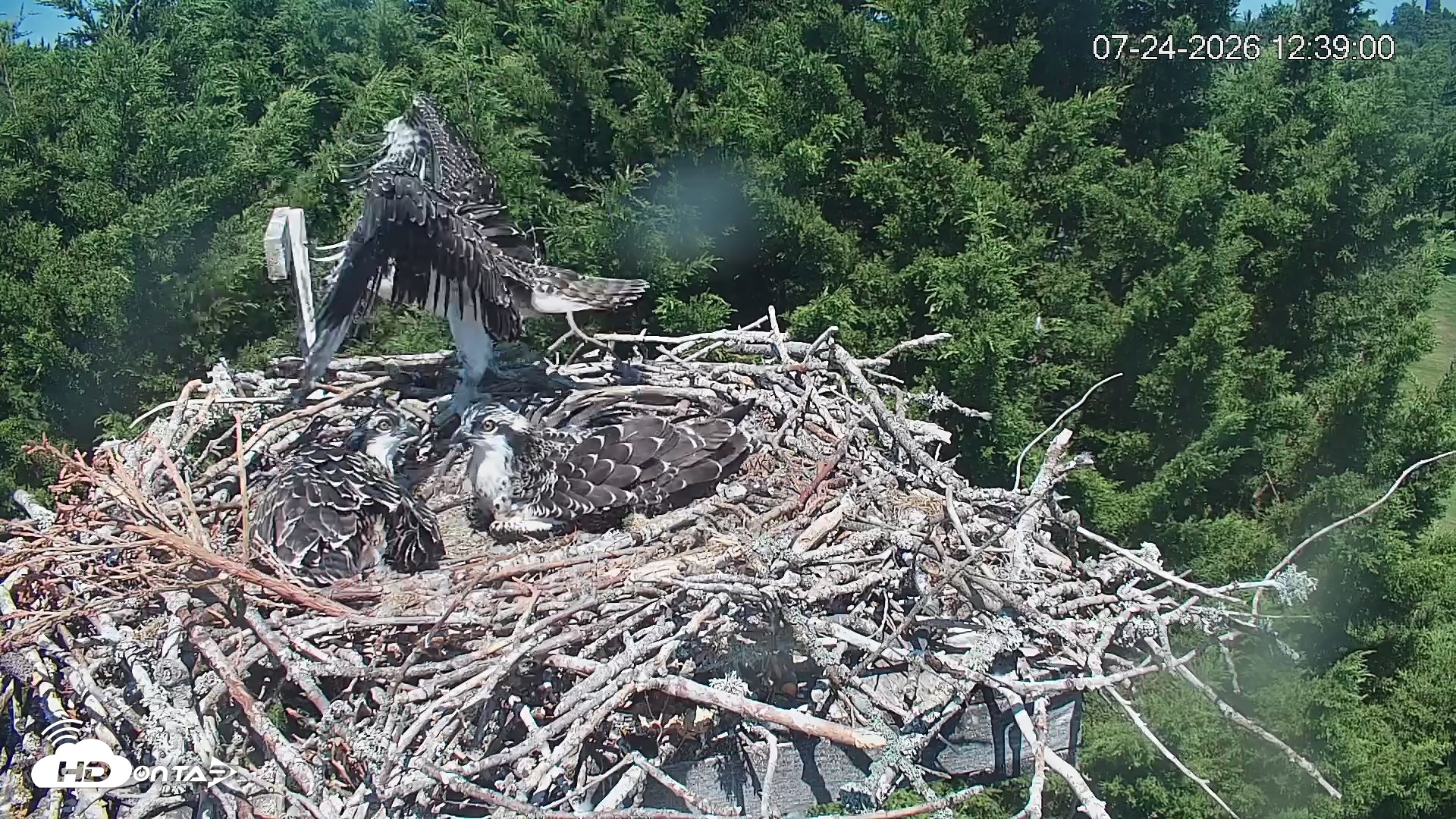 Snapshot of Medina Washington Live Osprey Nest Webcam taken Jul 24, 2026, 12:40pm PDT