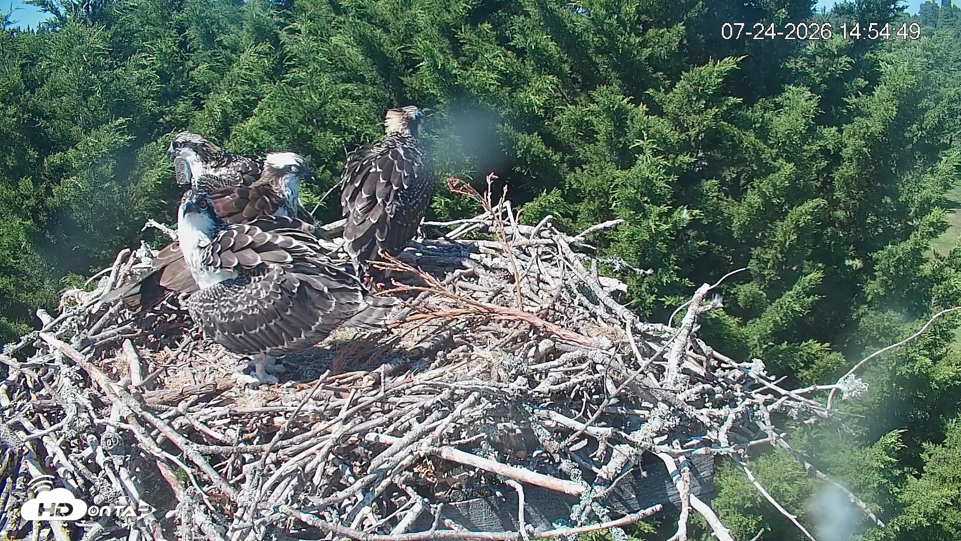 Snapshot of Medina Washington Live Osprey Nest Webcam taken Jul 24, 2026, 2:55pm PDT