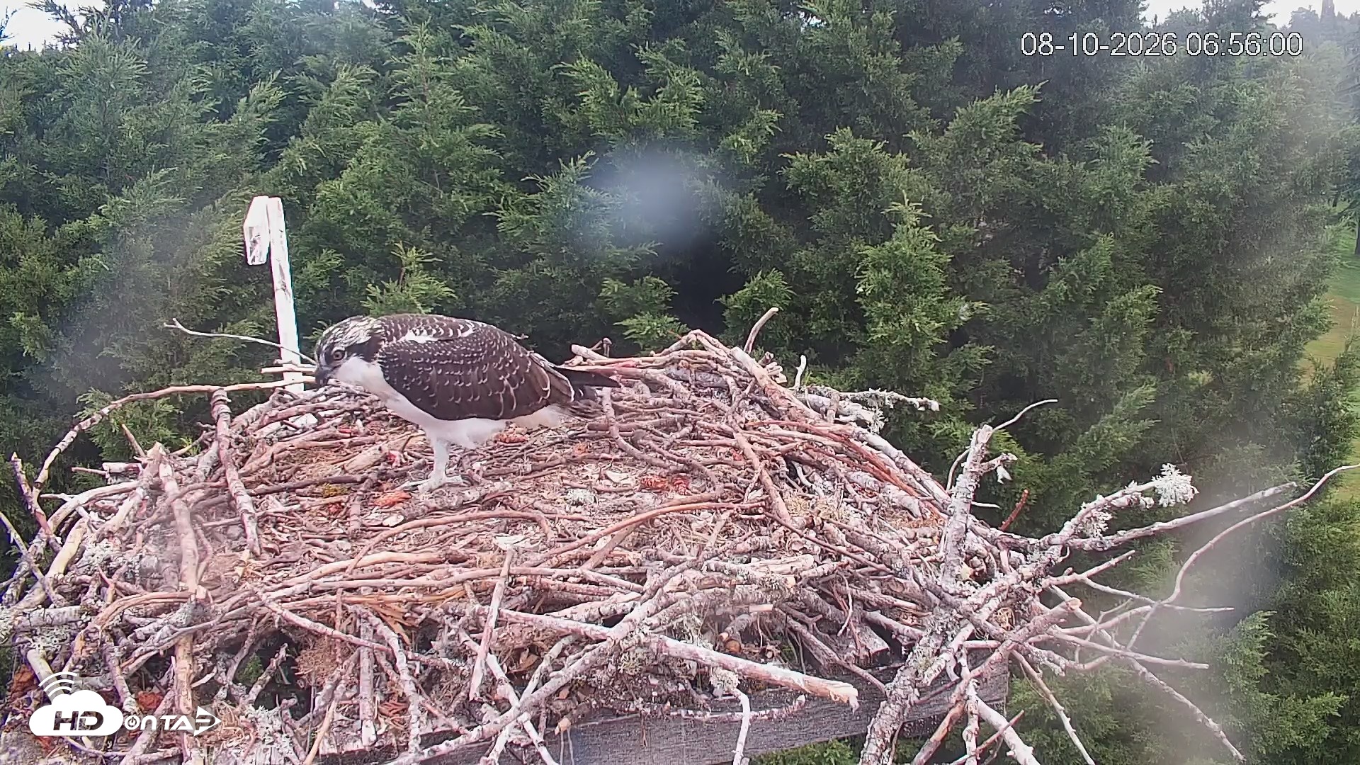 Snapshot of Medina Washington Live Osprey Nest Webcam taken Aug 10, 2026, 6:56am PDT