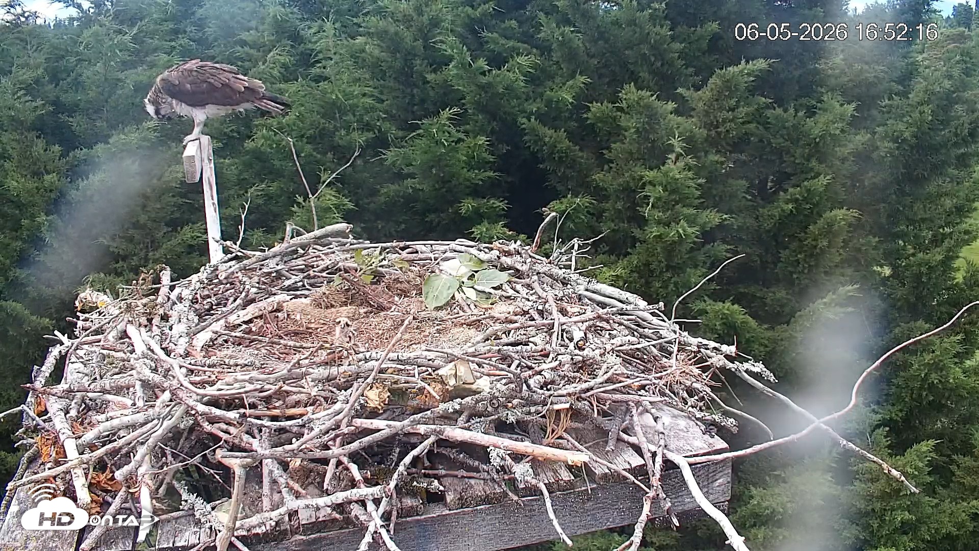 Snapshot of Medina Washington Live Osprey Nest Webcam taken Jun 5, 2026, 4:53pm PDT