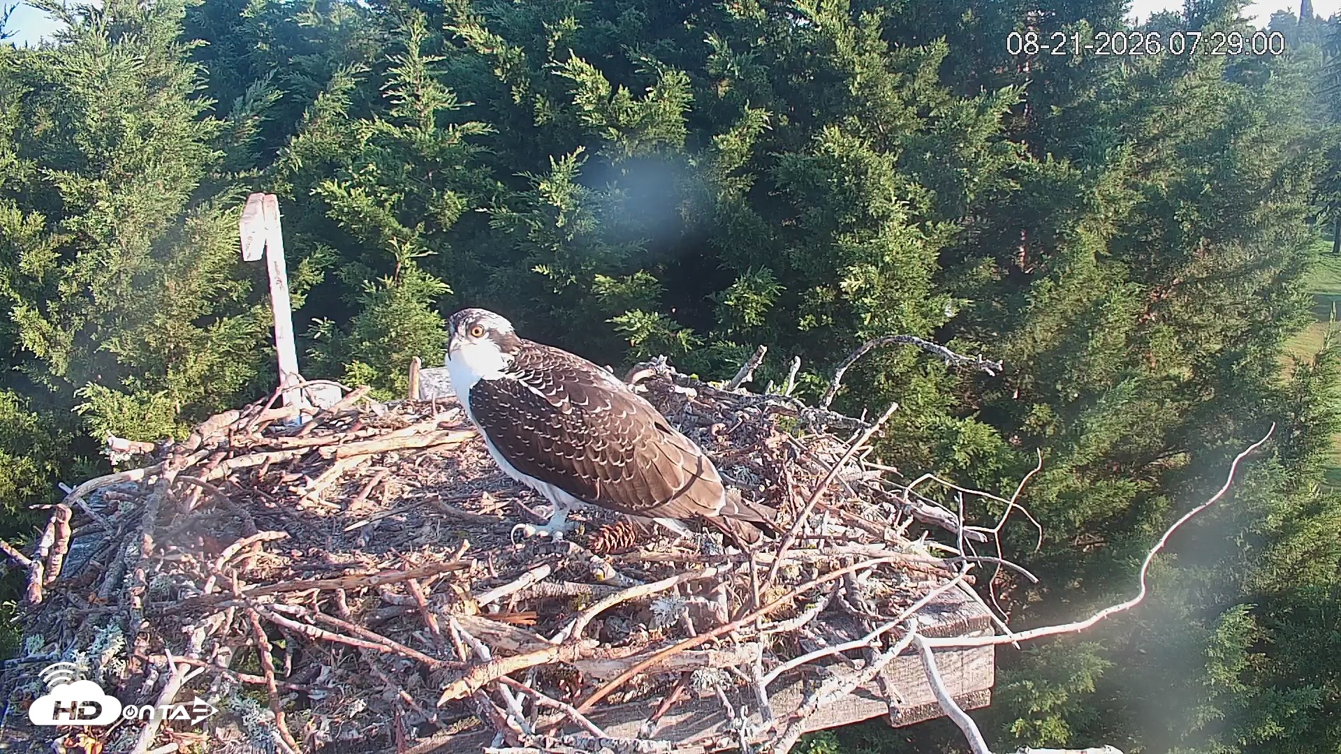 Snapshot of Medina Washington Live Osprey Nest Webcam taken Aug 21, 2026, 7:29am PDT