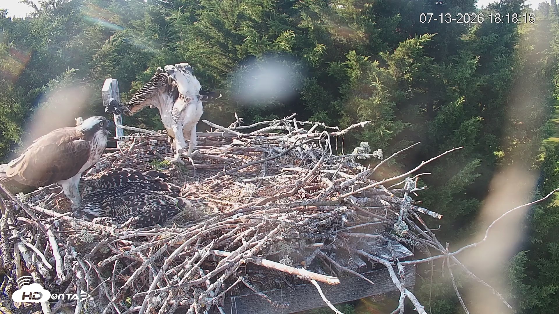 Snapshot of Medina Washington Live Osprey Nest Webcam taken Jul 13, 2026, 6:19pm PDT