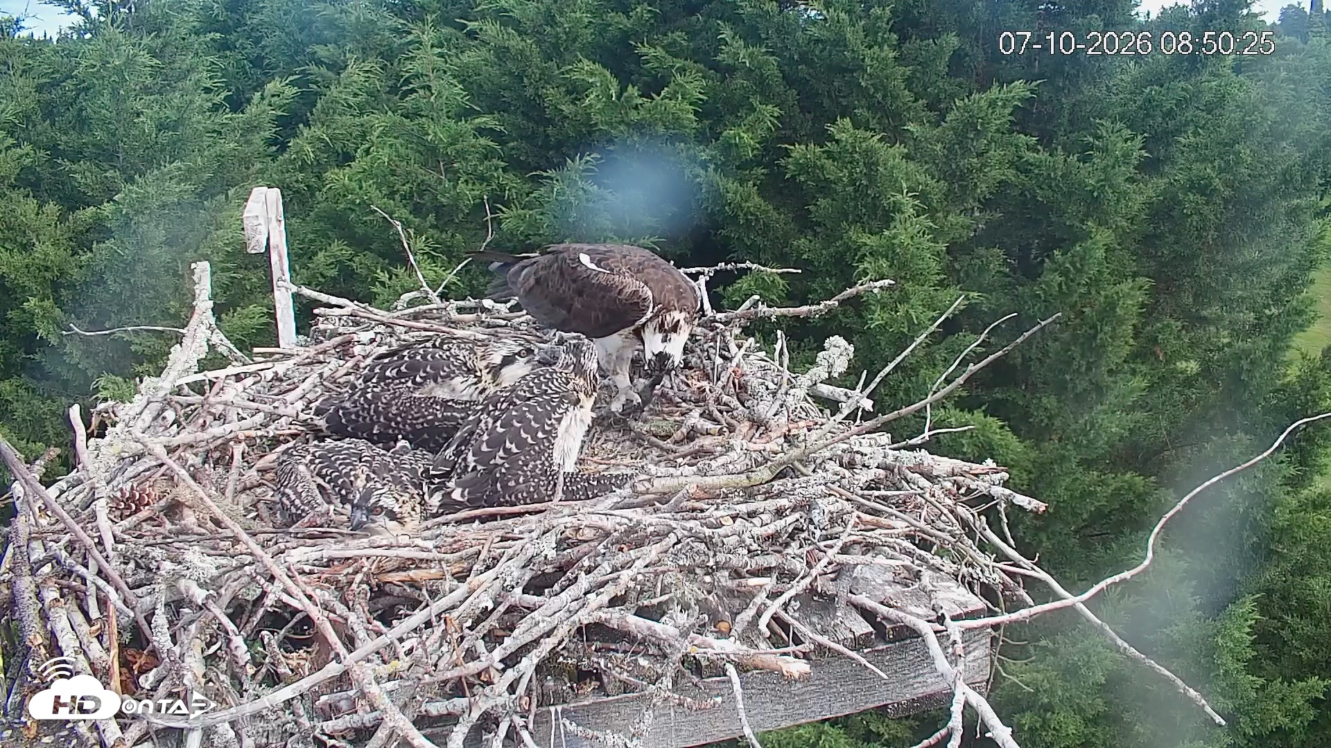 Snapshot of Medina Washington Live Osprey Nest Webcam taken Jul 10, 2026, 8:51am PDT