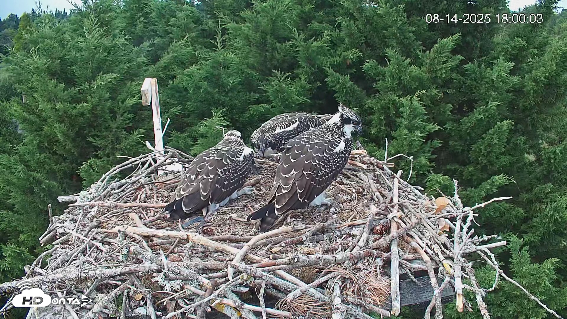 Snapshot of Medina Washington Live Osprey Nest Webcam taken Aug 14, 2025, 6:00pm PDT