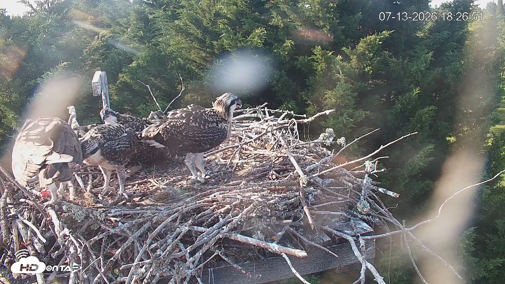 Snapshot of Medina Washington Live Osprey Nest Webcam taken Jul 13, 2026, 6:27pm PDT