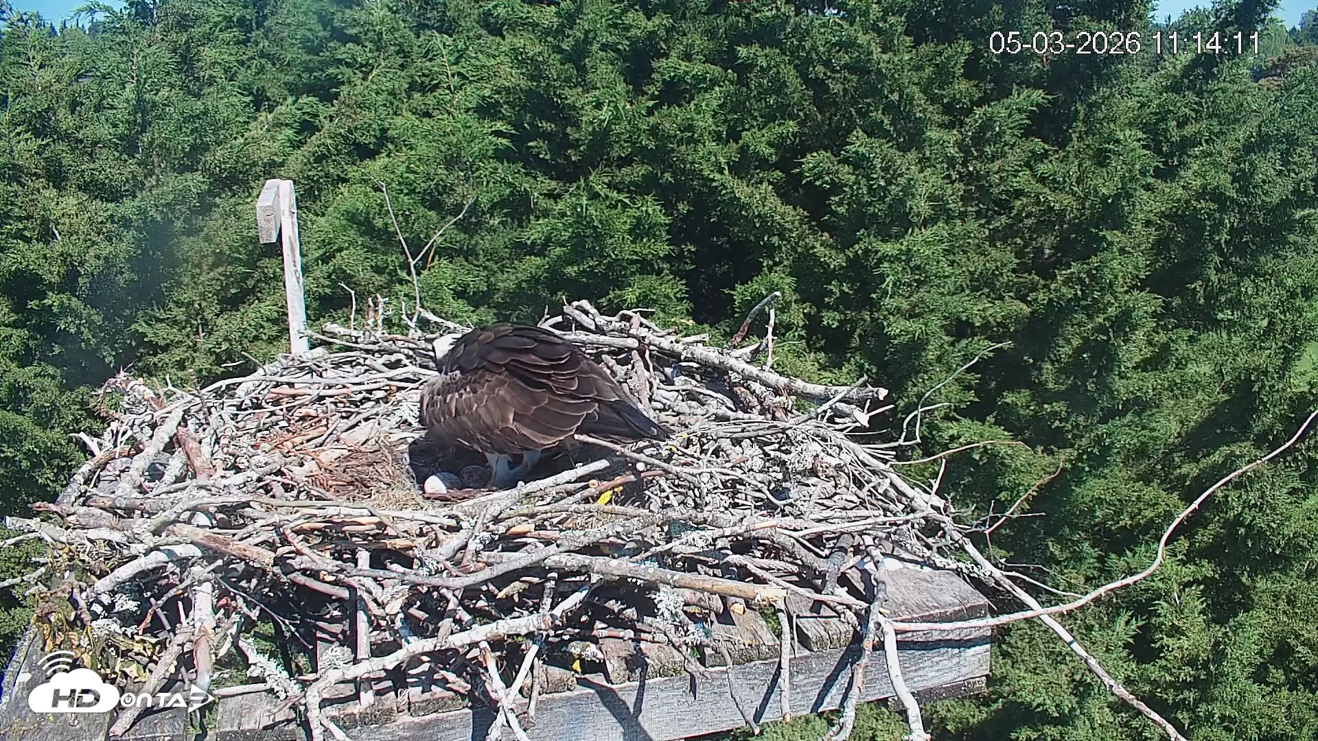 Snapshot of Medina Washington Live Osprey Nest Webcam taken May 3, 2026, 11:15am PDT