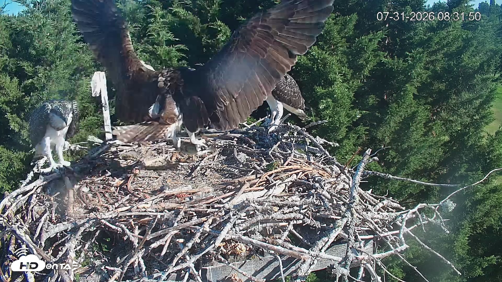 Snapshot of Medina Washington Live Osprey Nest Webcam taken Jul 31, 2026, 8:32am PDT