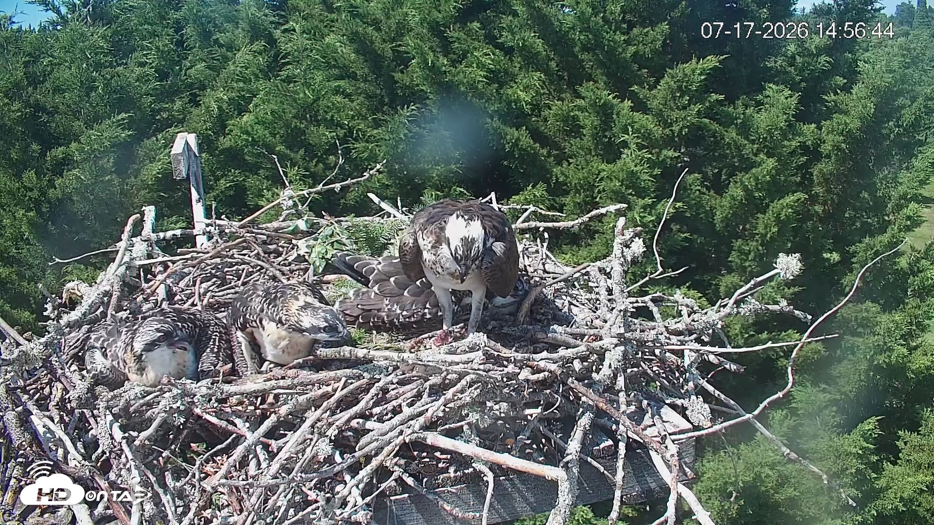 Snapshot of Medina Washington Live Osprey Nest Webcam taken Jul 17, 2026, 2:57pm PDT