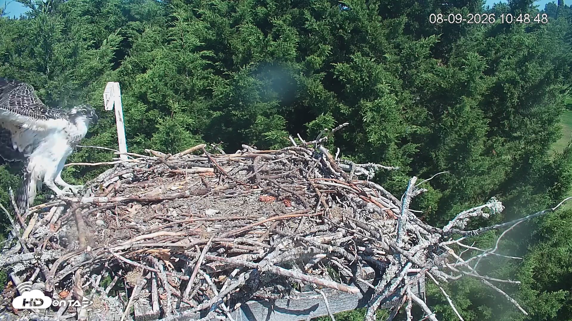 Snapshot of Medina Washington Live Osprey Nest Webcam taken Aug 9, 2026, 10:49am PDT