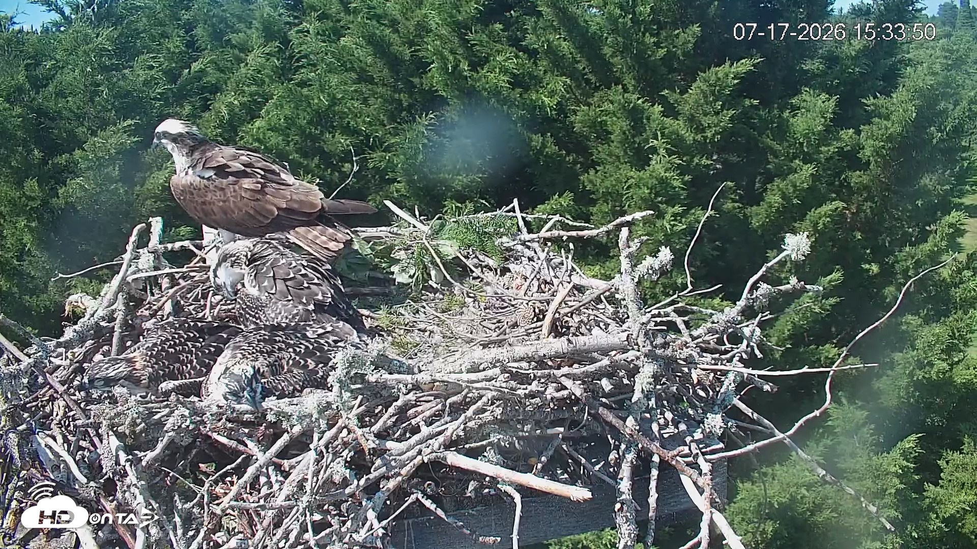 Snapshot of Medina Washington Live Osprey Nest Webcam taken Jul 17, 2026, 3:34pm PDT