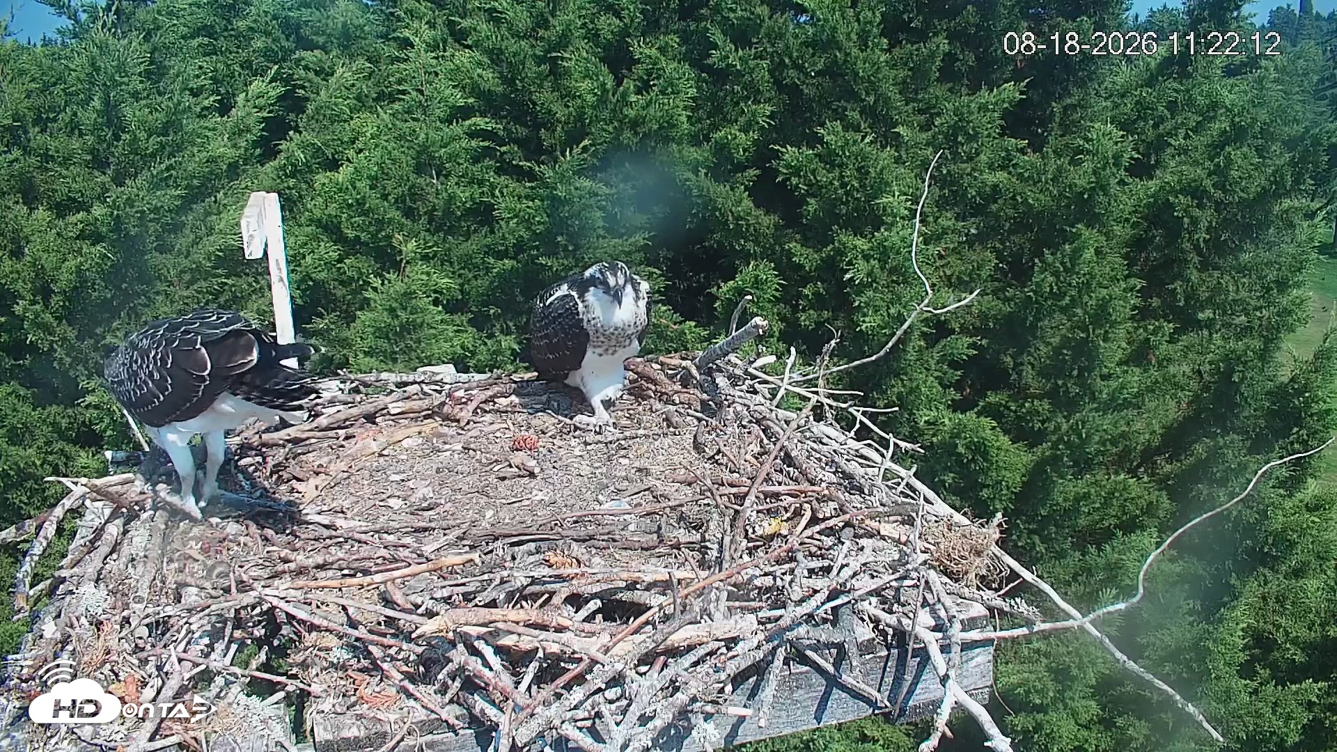 Snapshot of Medina Washington Live Osprey Nest Webcam taken Aug 18, 2026, 11:22am PDT