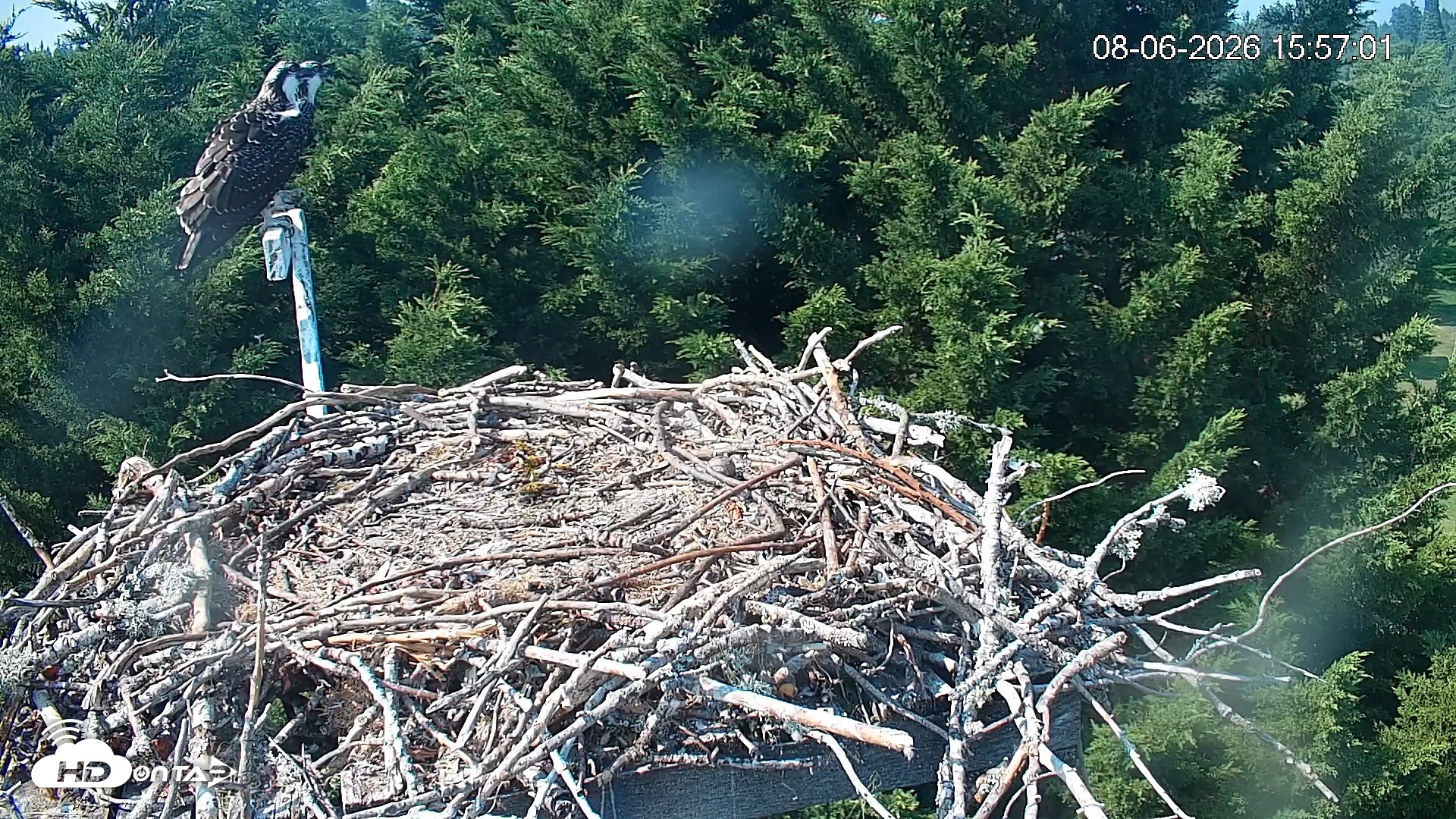Snapshot of Medina Washington Live Osprey Nest Webcam taken Aug 6, 2026, 3:59pm PDT